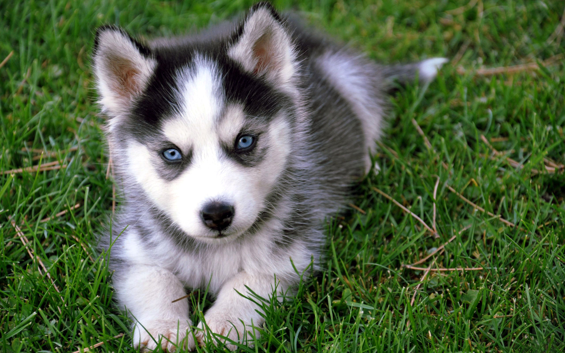 hd download puppy pictures