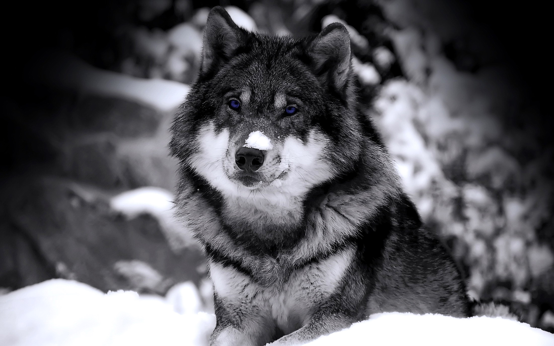 hd download wolf images