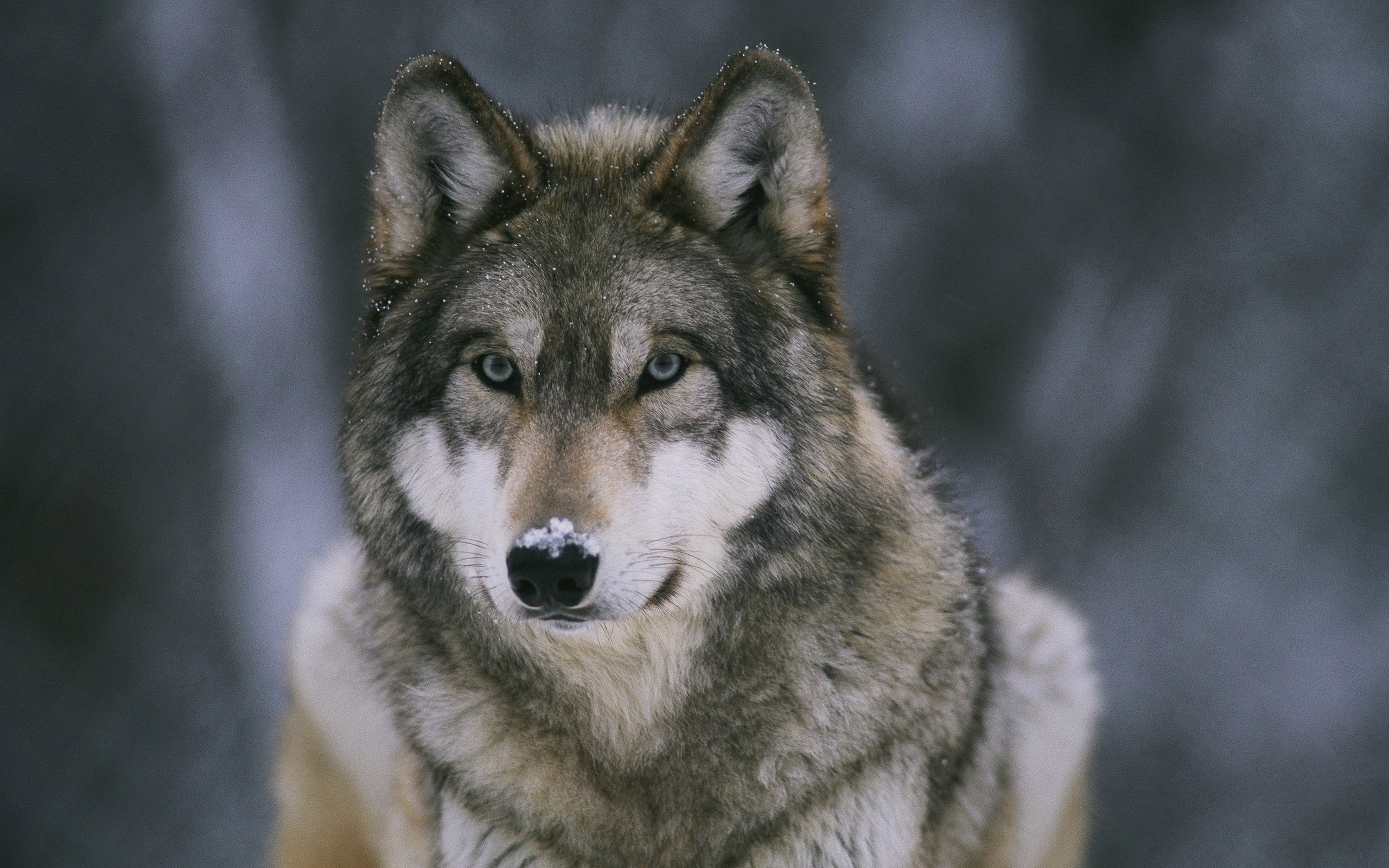 hd download wolf pics