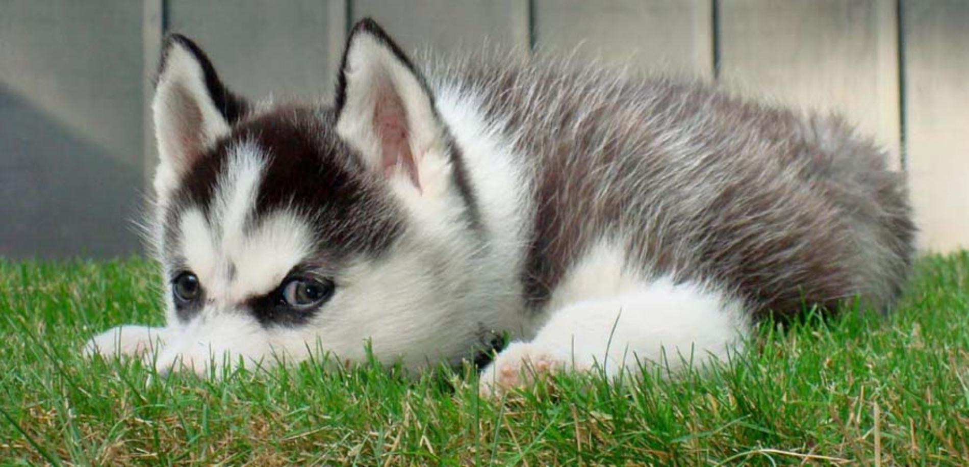 hd free puppy pictures to download