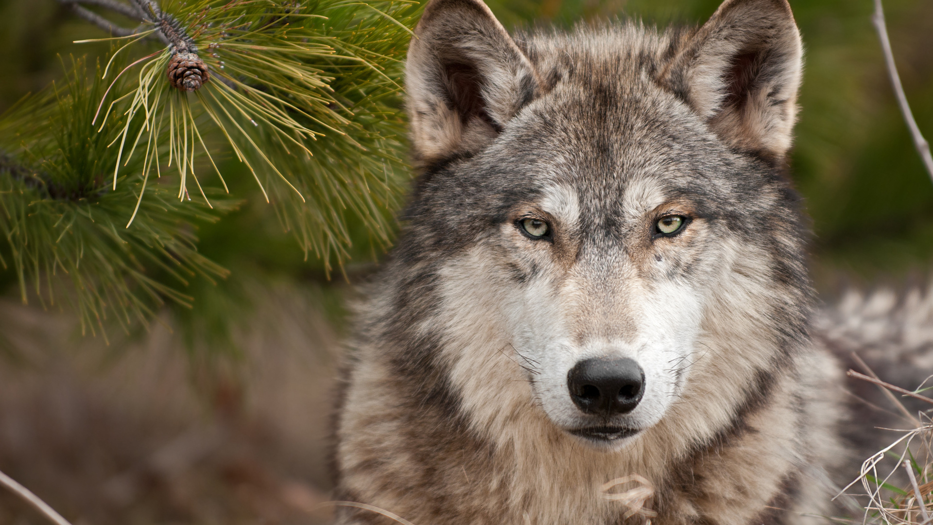 hd free wolf images download