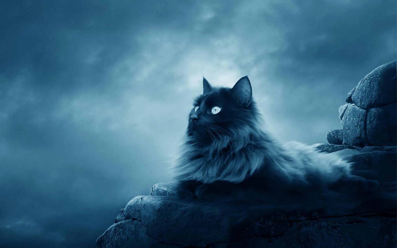 hd free wolf pics download