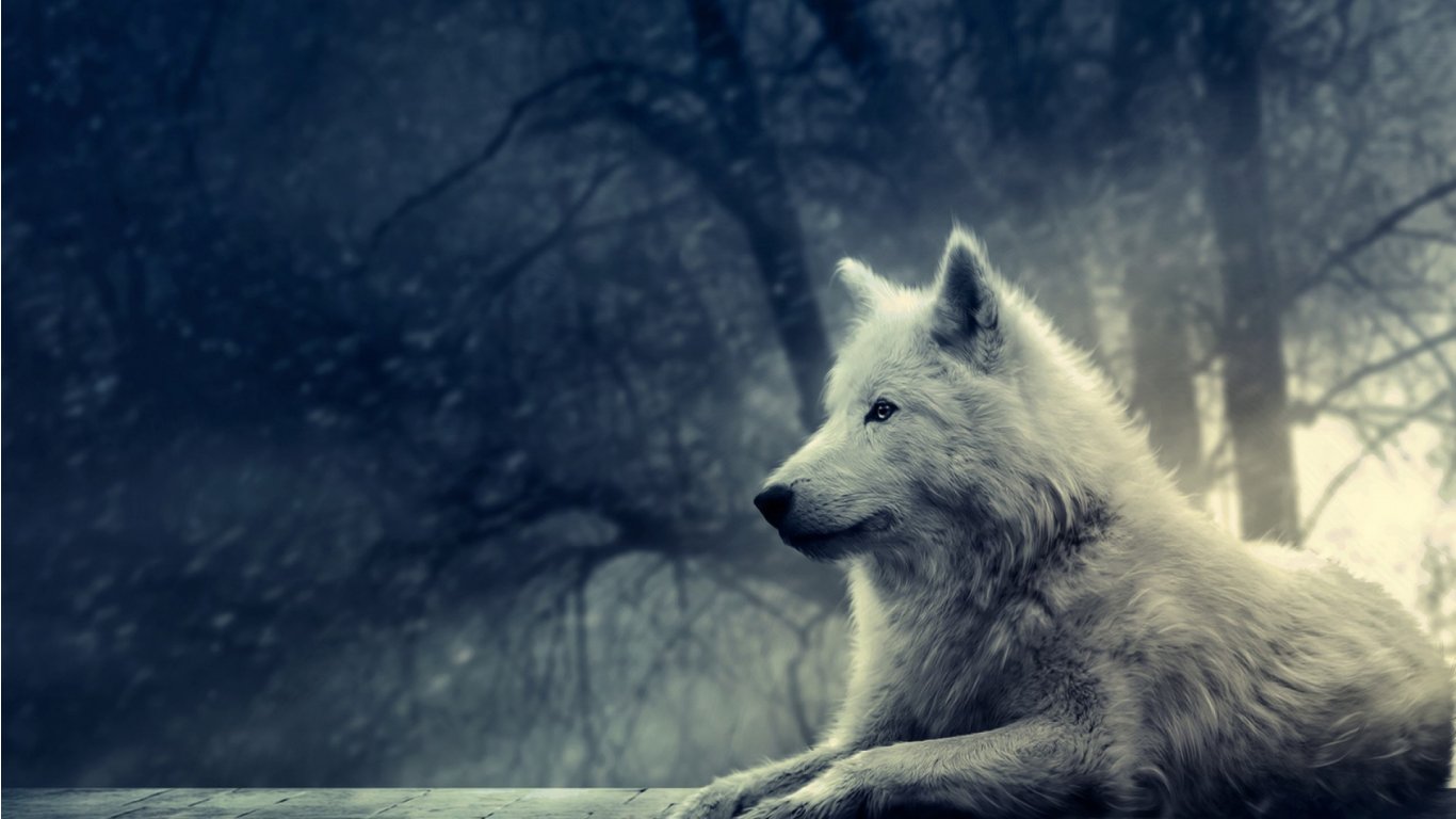 hd high resolution wolf images