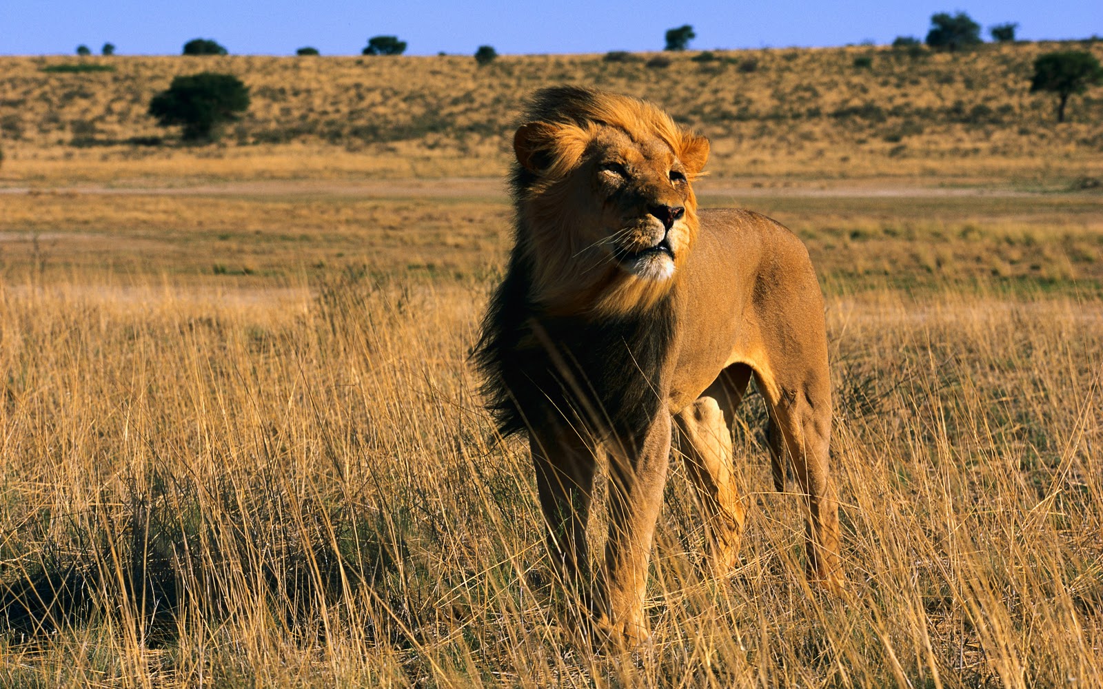 hd photos of lions wallpaper