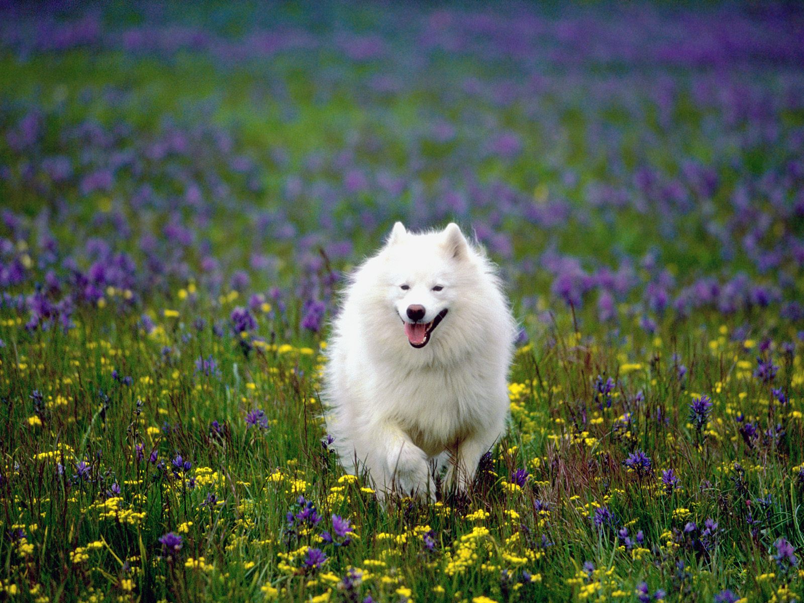 hd pictures of beautiful puppies