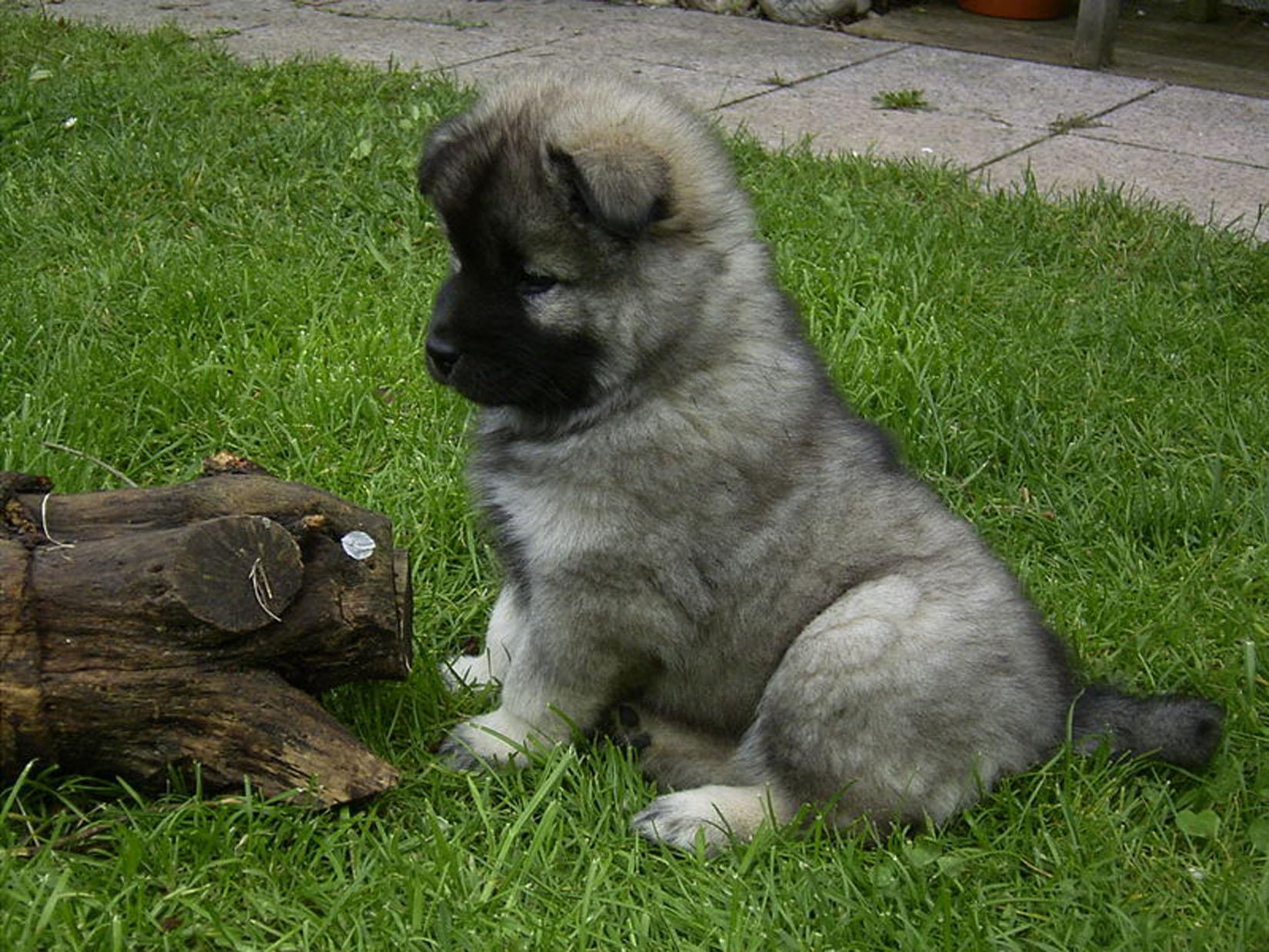 hd puppies images free download