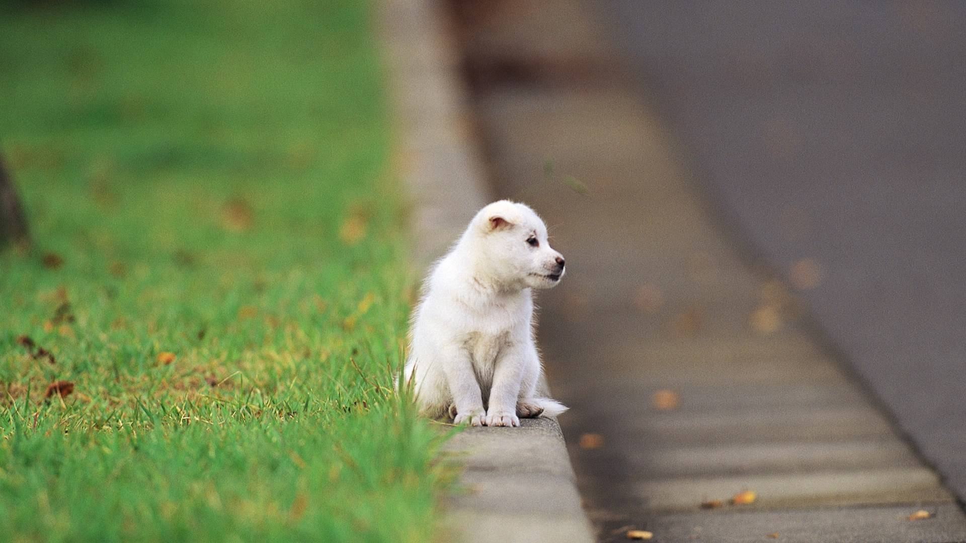 hd puppies pics download free