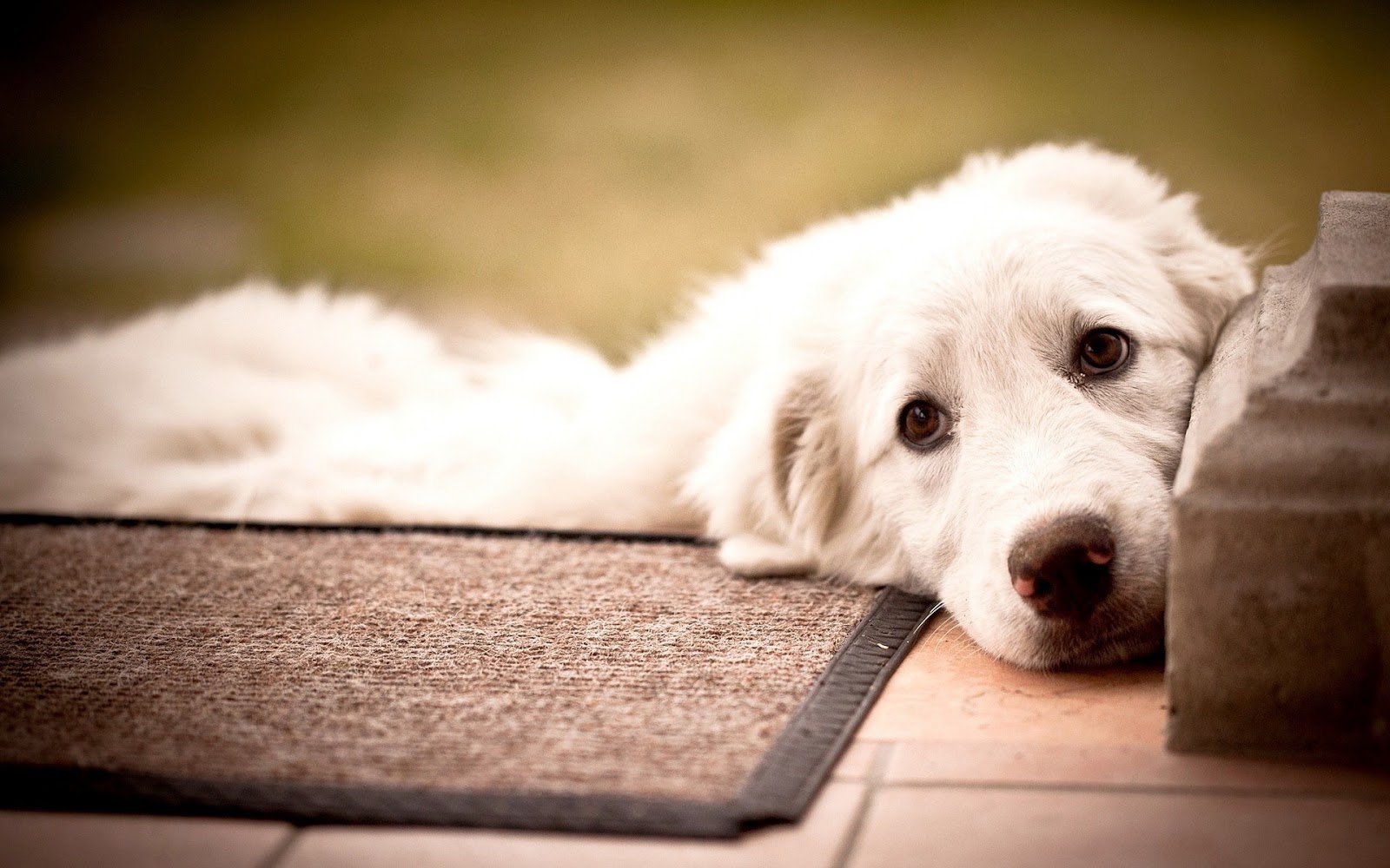 hd puppy live wallpaper free download