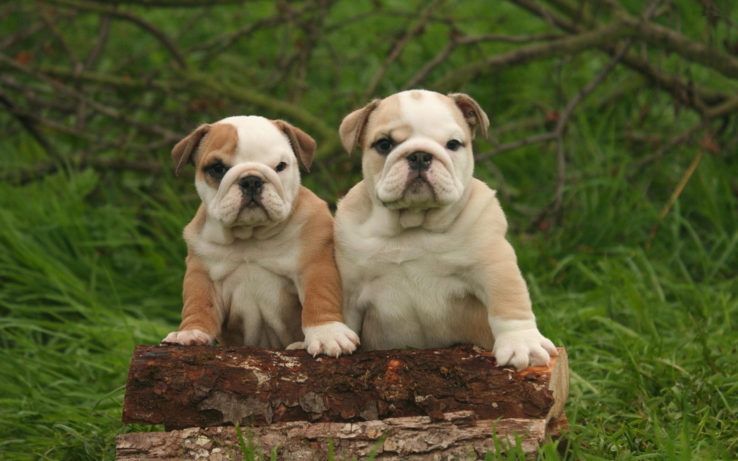 hd puppy pictures to download