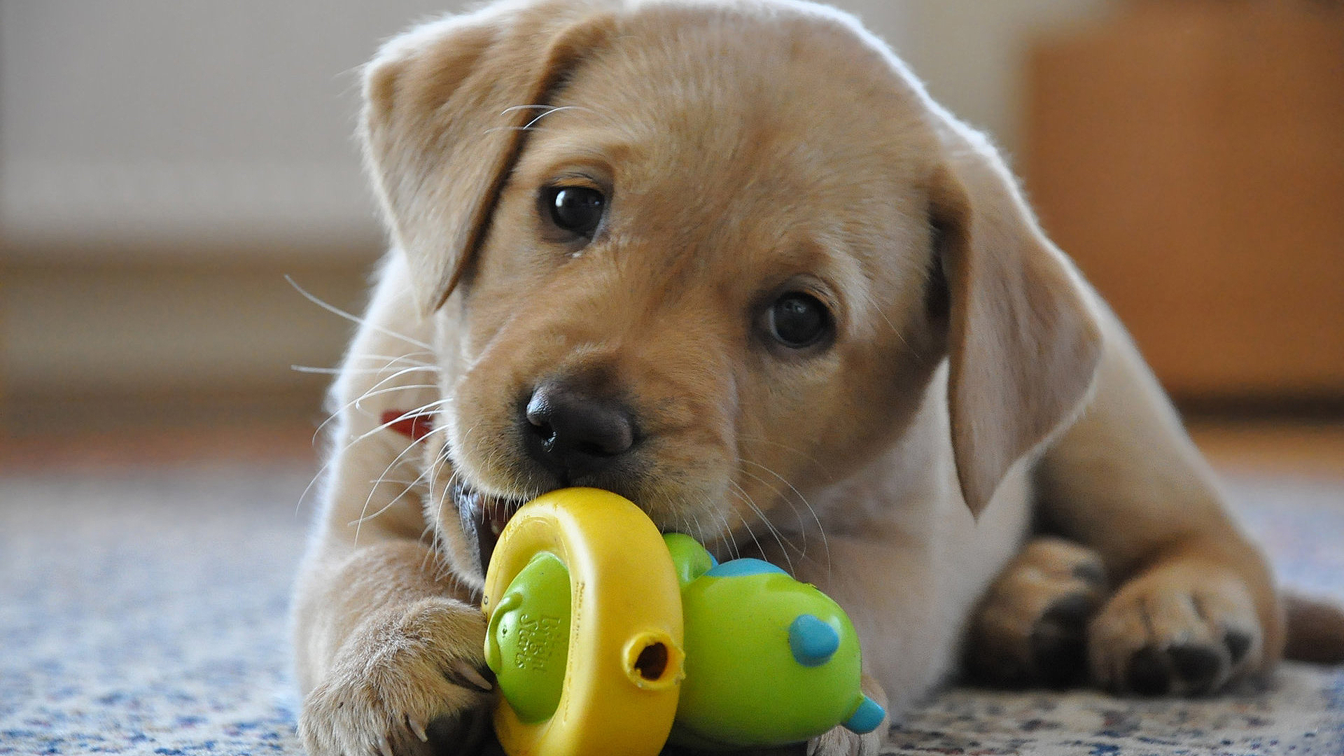 hd puppy wallpaper download