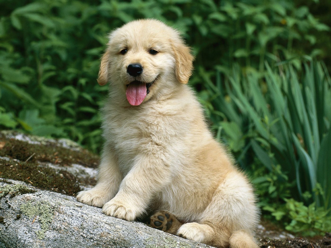 hd puppy wallpaper free download