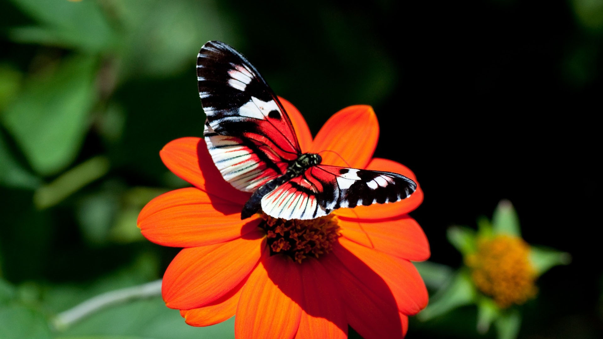 hd wallpaper of butterfly
