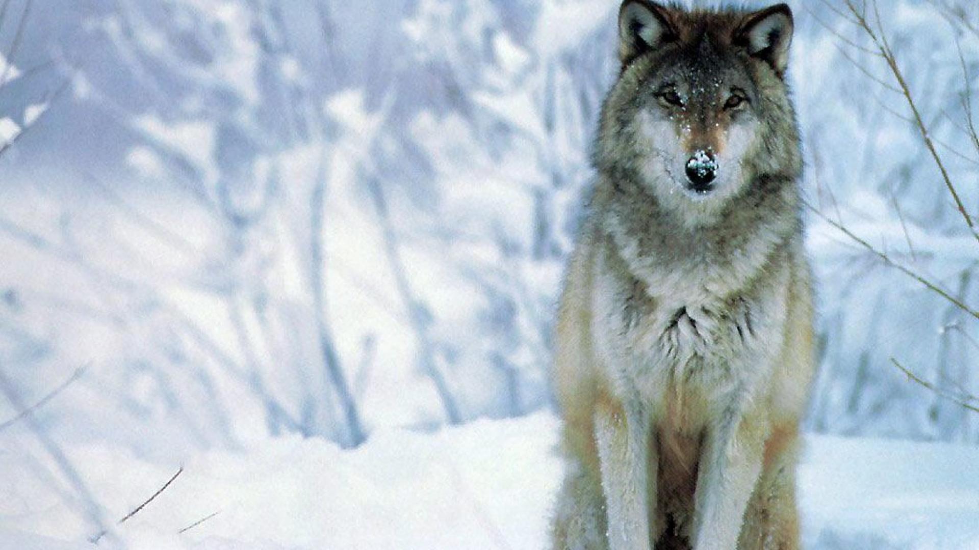 hd wolf images to download