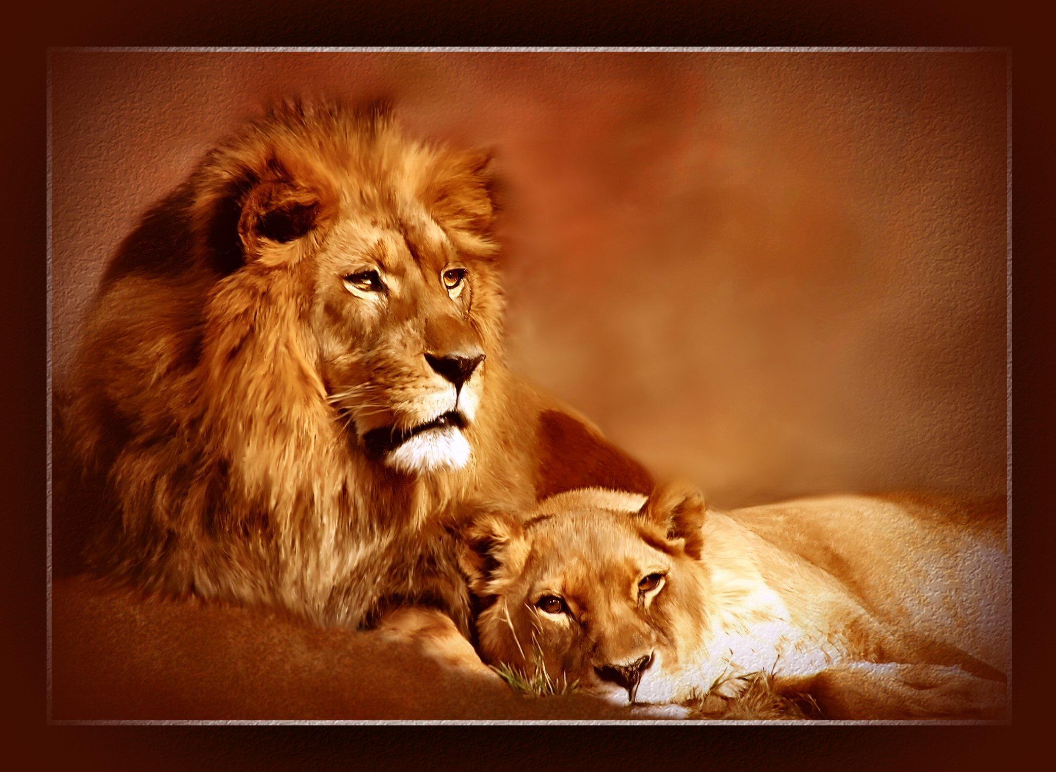 high quality lion wallpaper