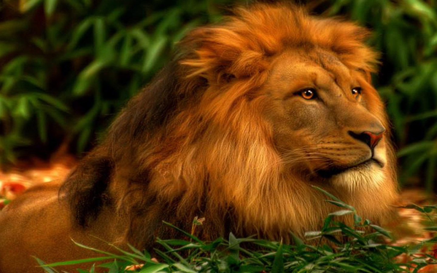 high resolution lion pictures wallpaper