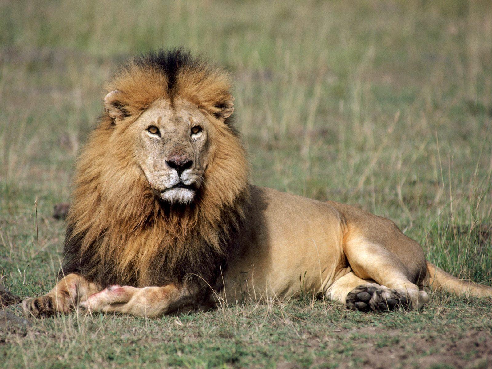 high resolution lion wallpapers dowload