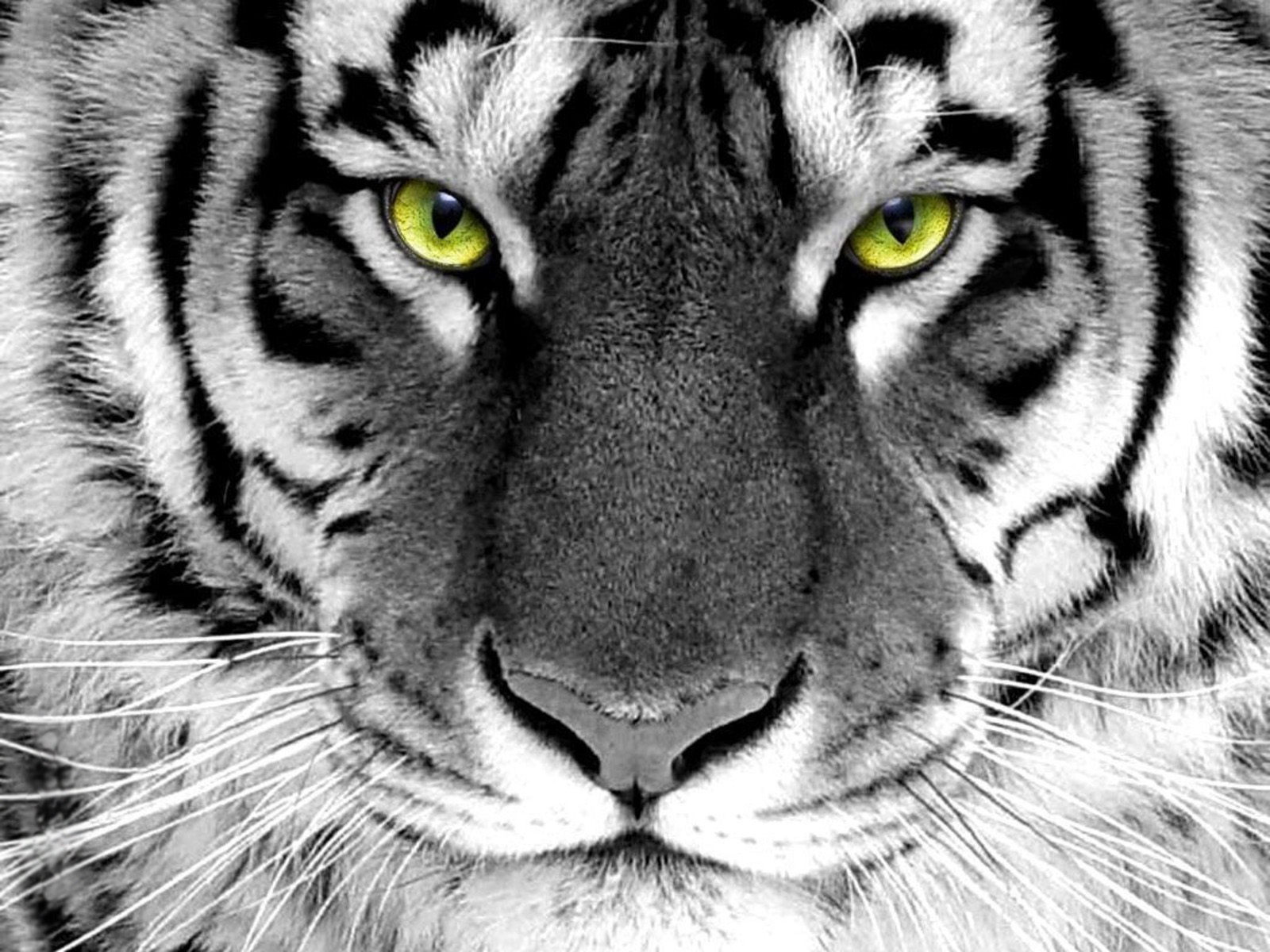 high resolution tiger images wallpaper