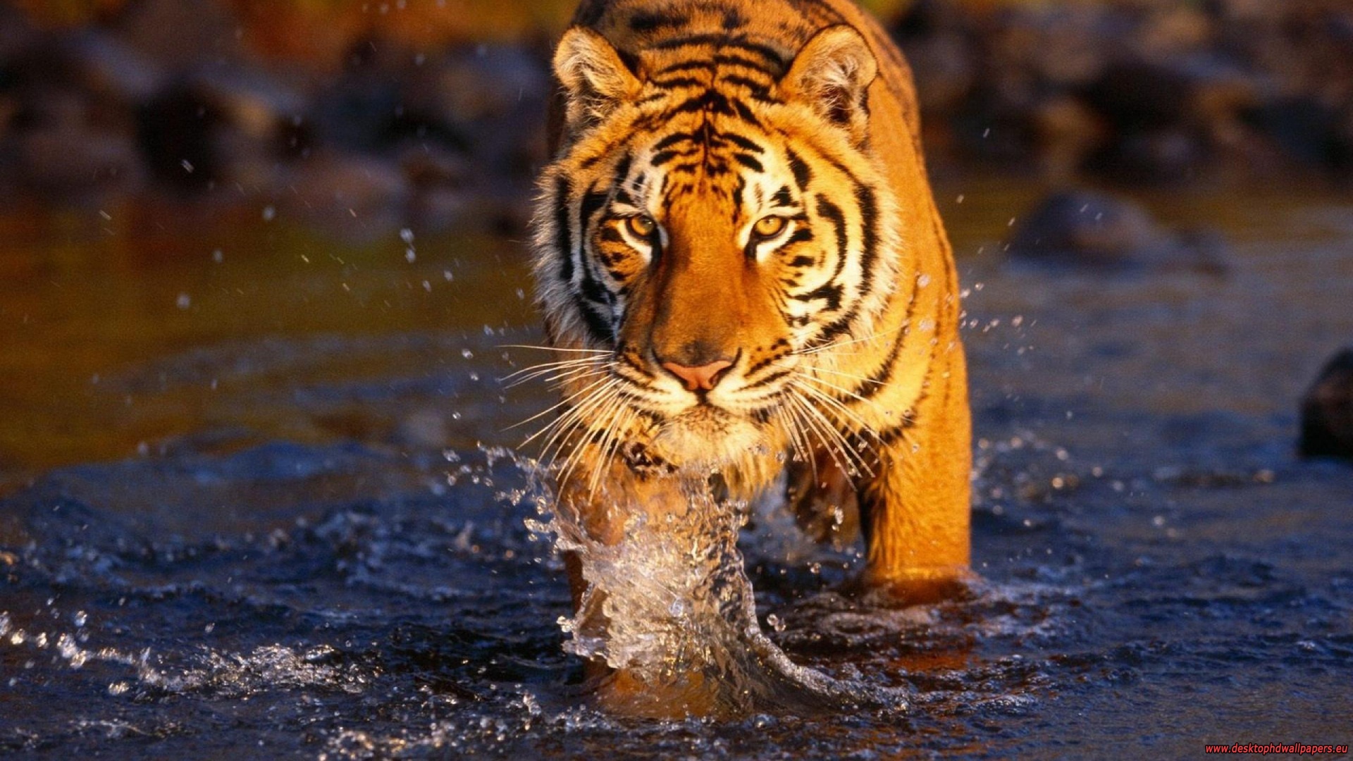high resolution tiger photos wallpaper