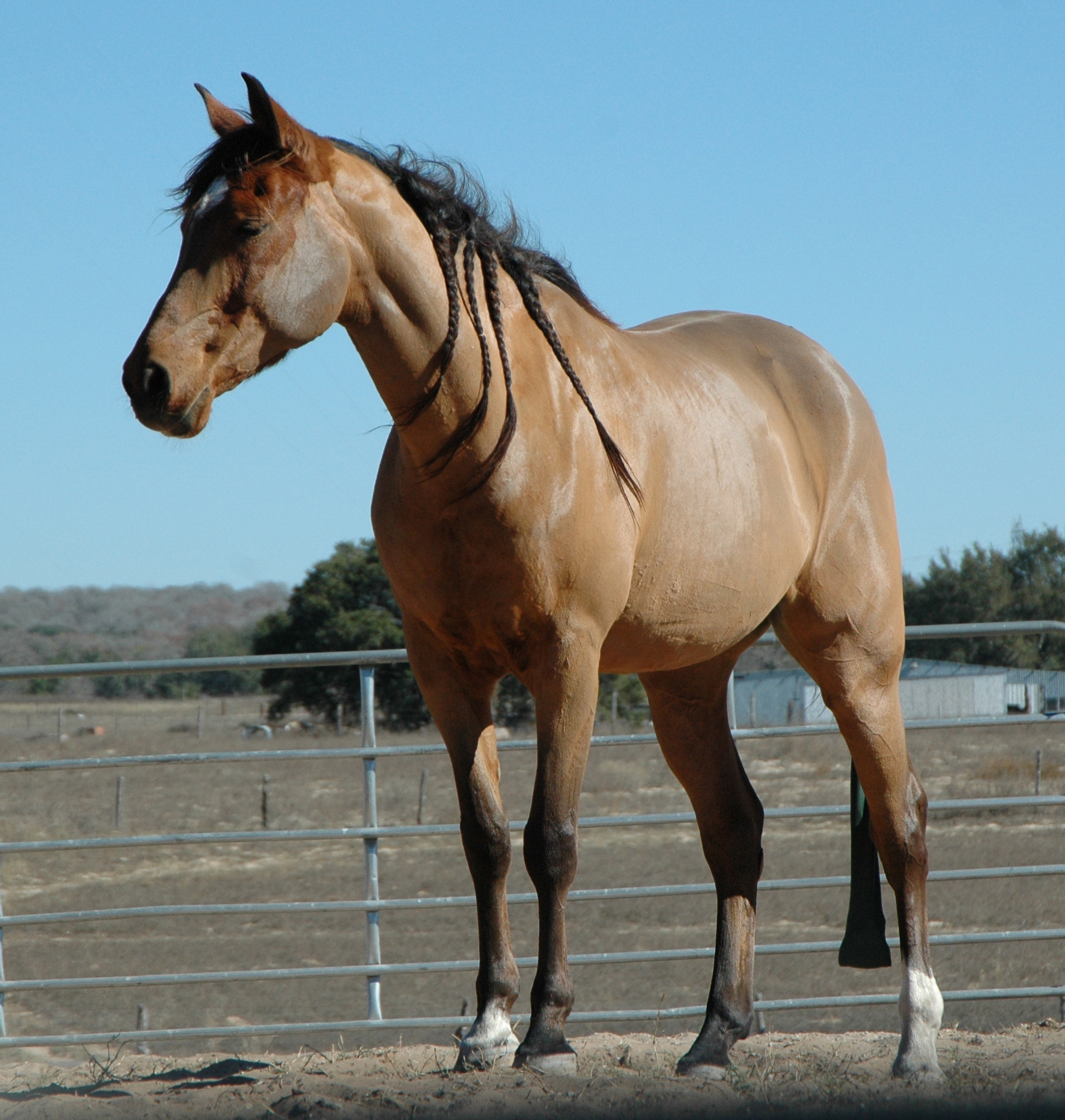 horse stock pictures s hd wallpaper