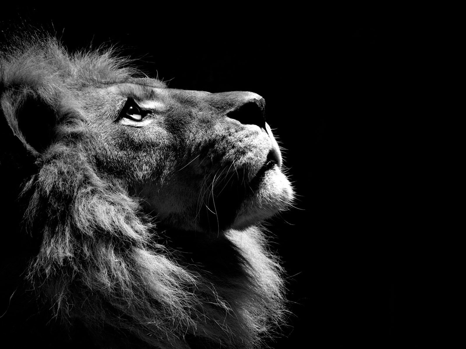 image of a roaring lion wallpaper