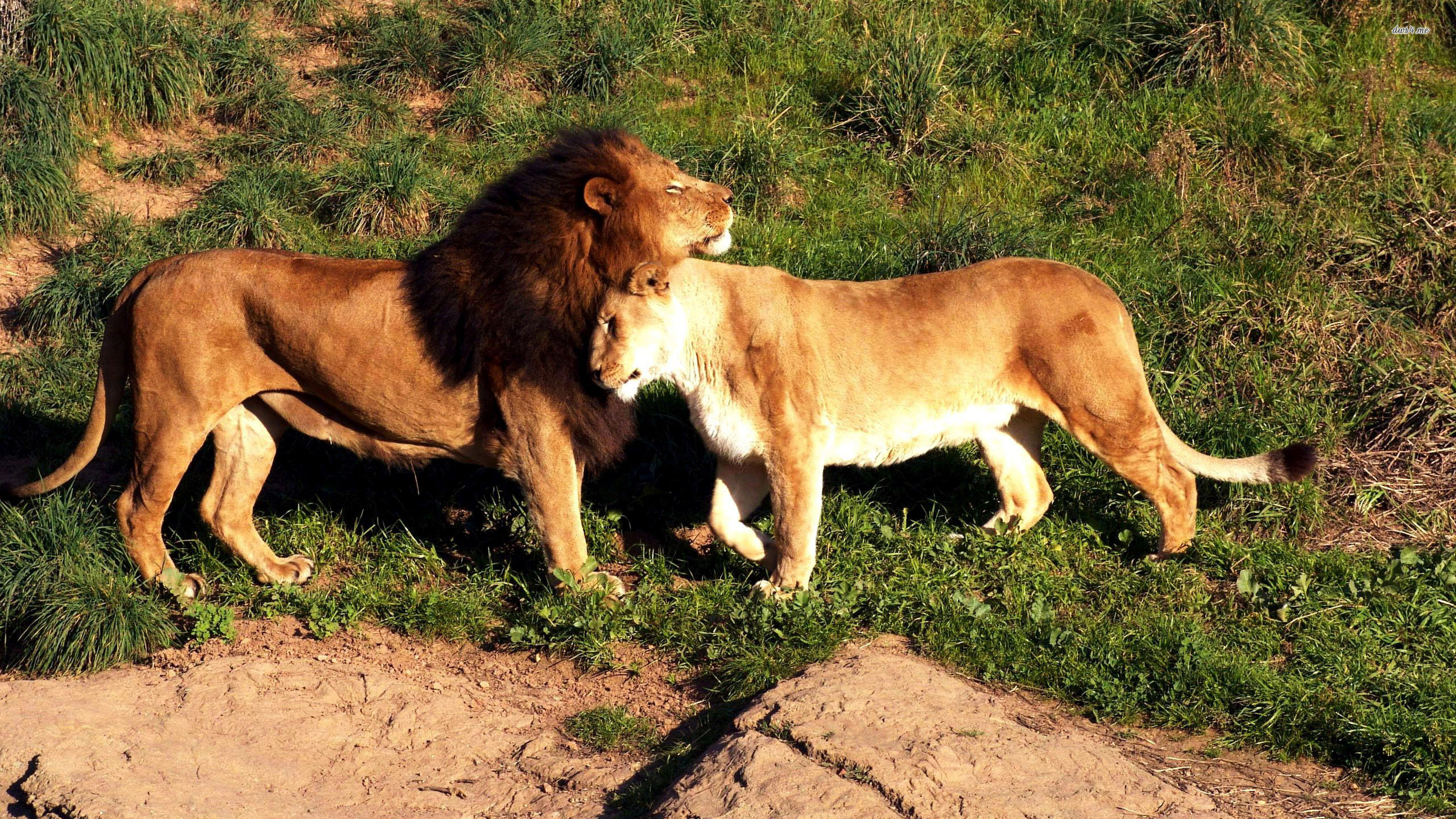 image of lion and lioness dowload