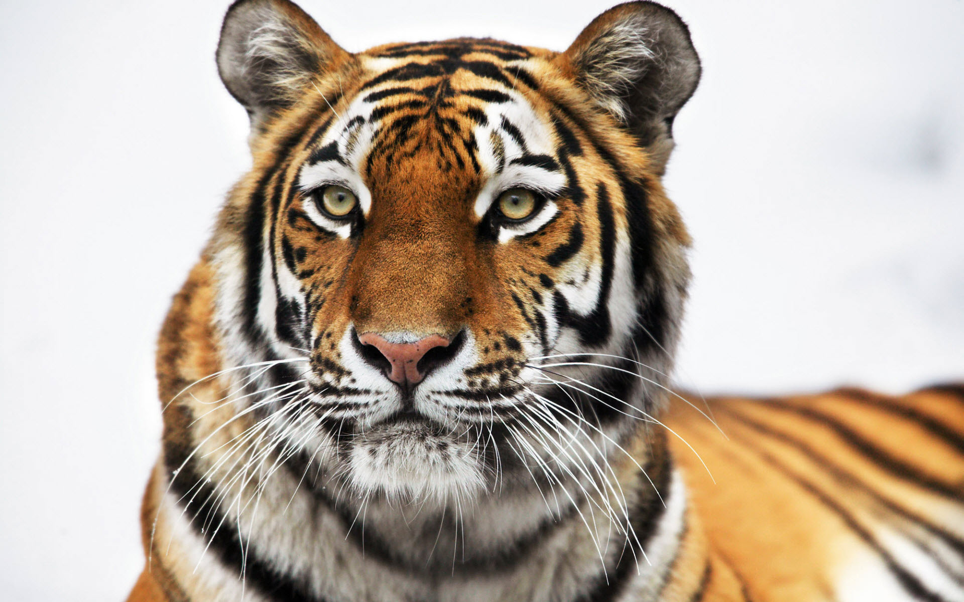images for tigers