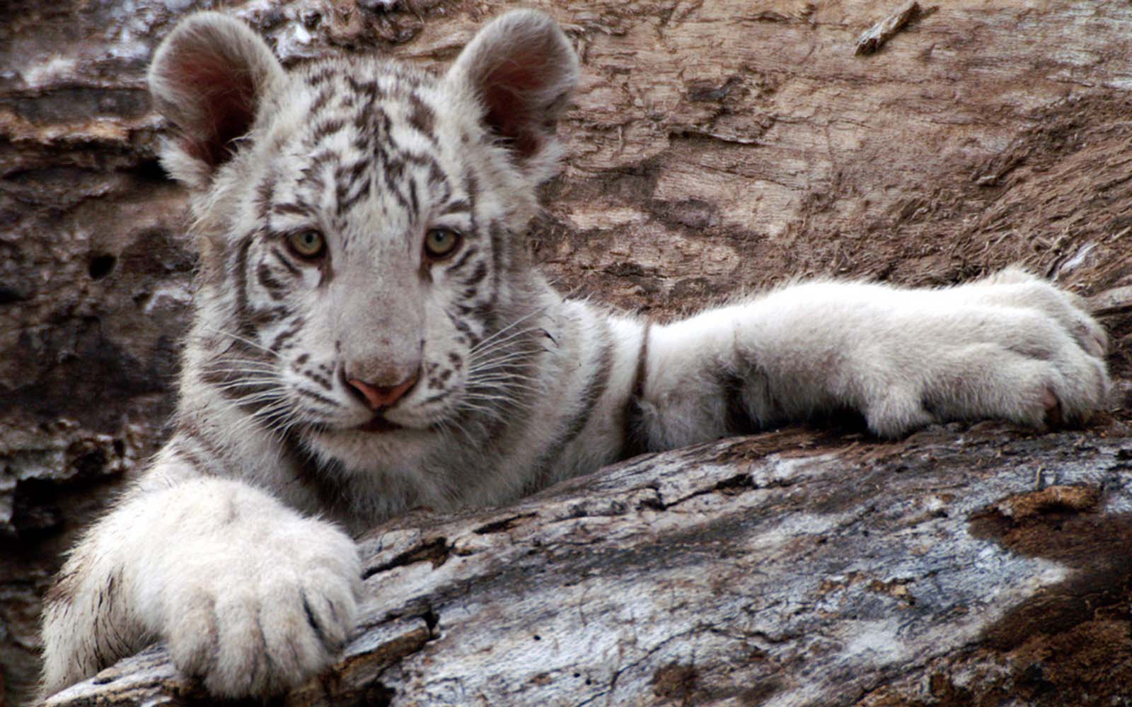 images of a baby tiger wallpaper