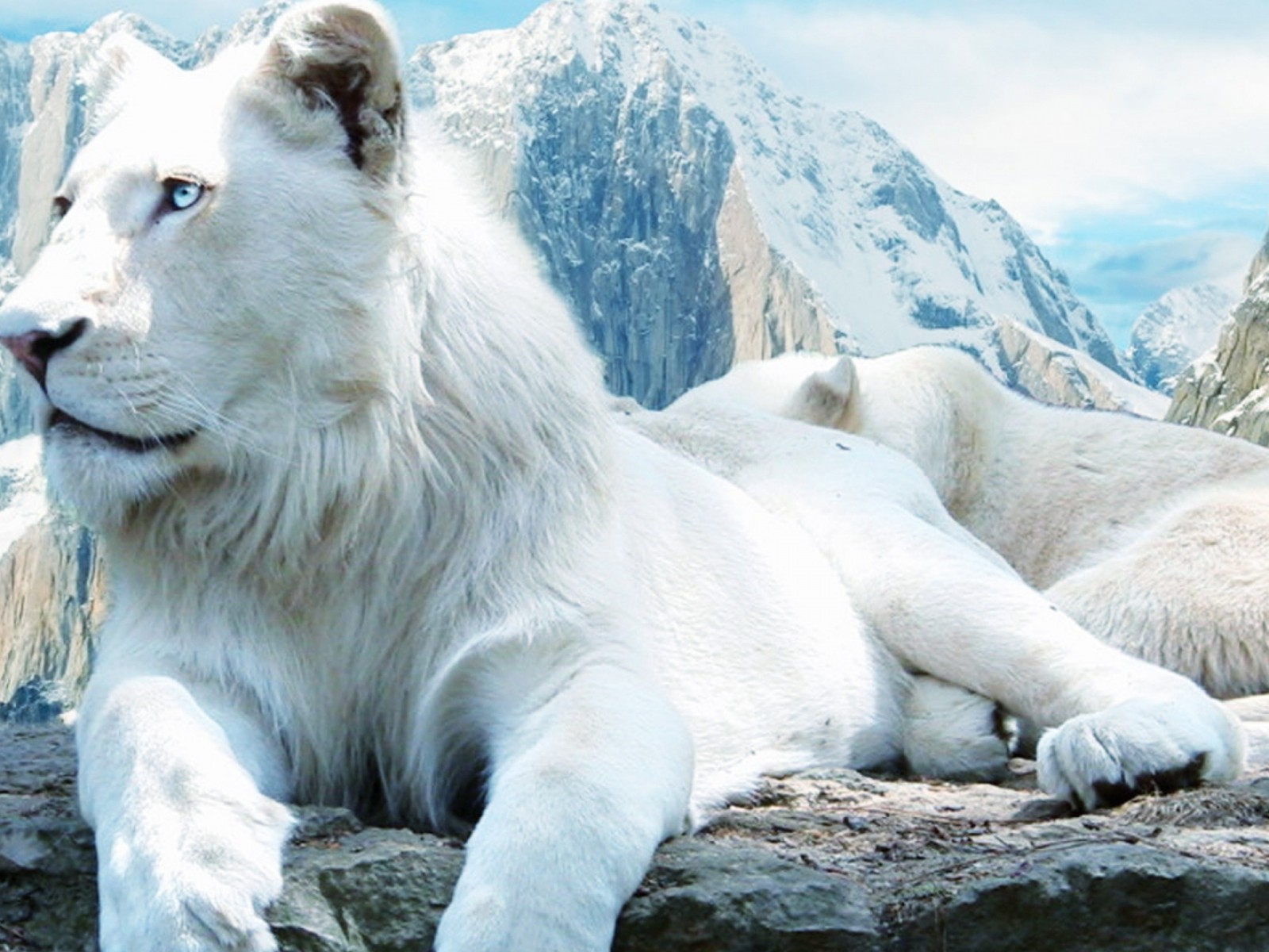 images of a white lion
