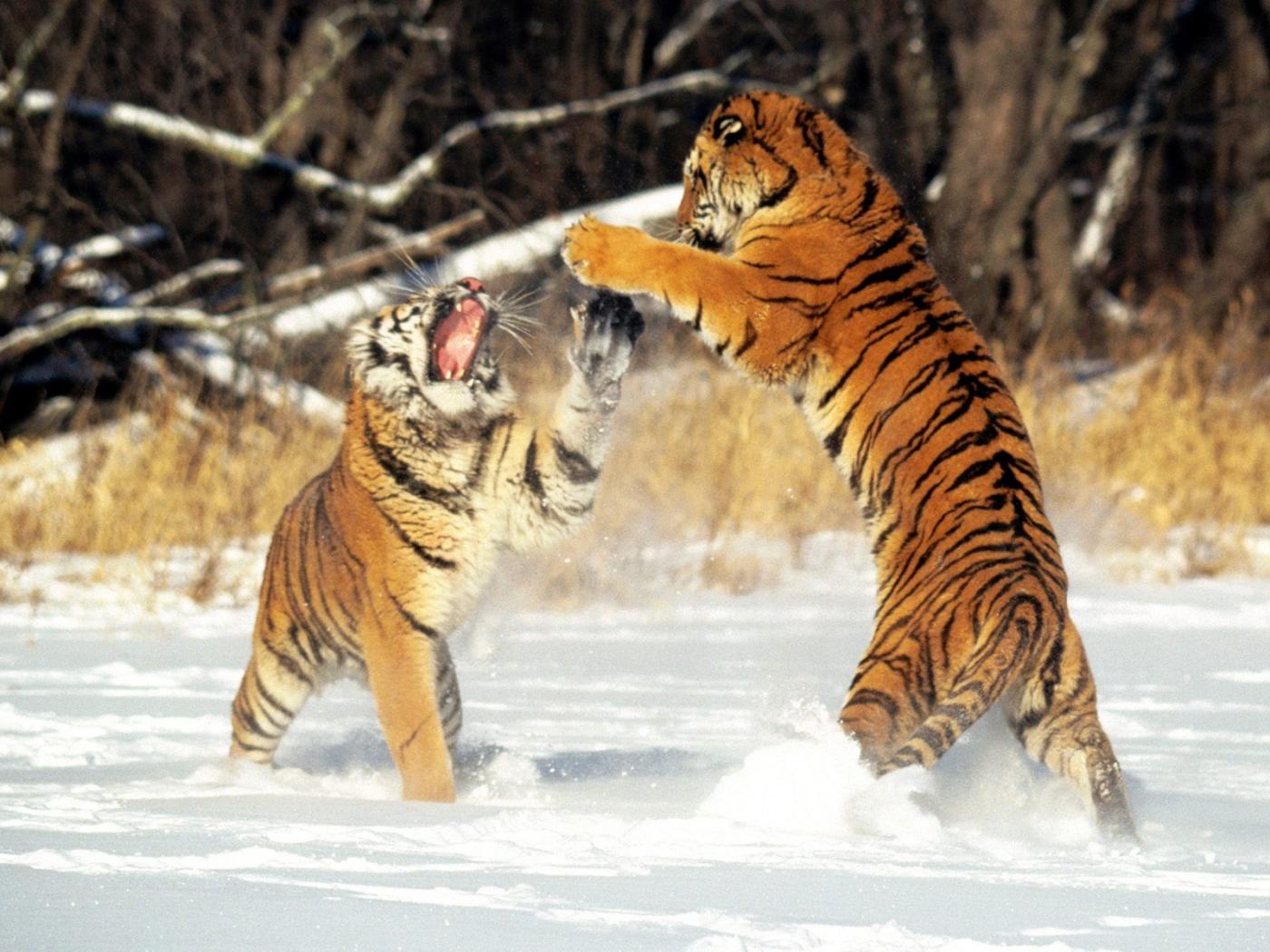 images of baby tigers dowload