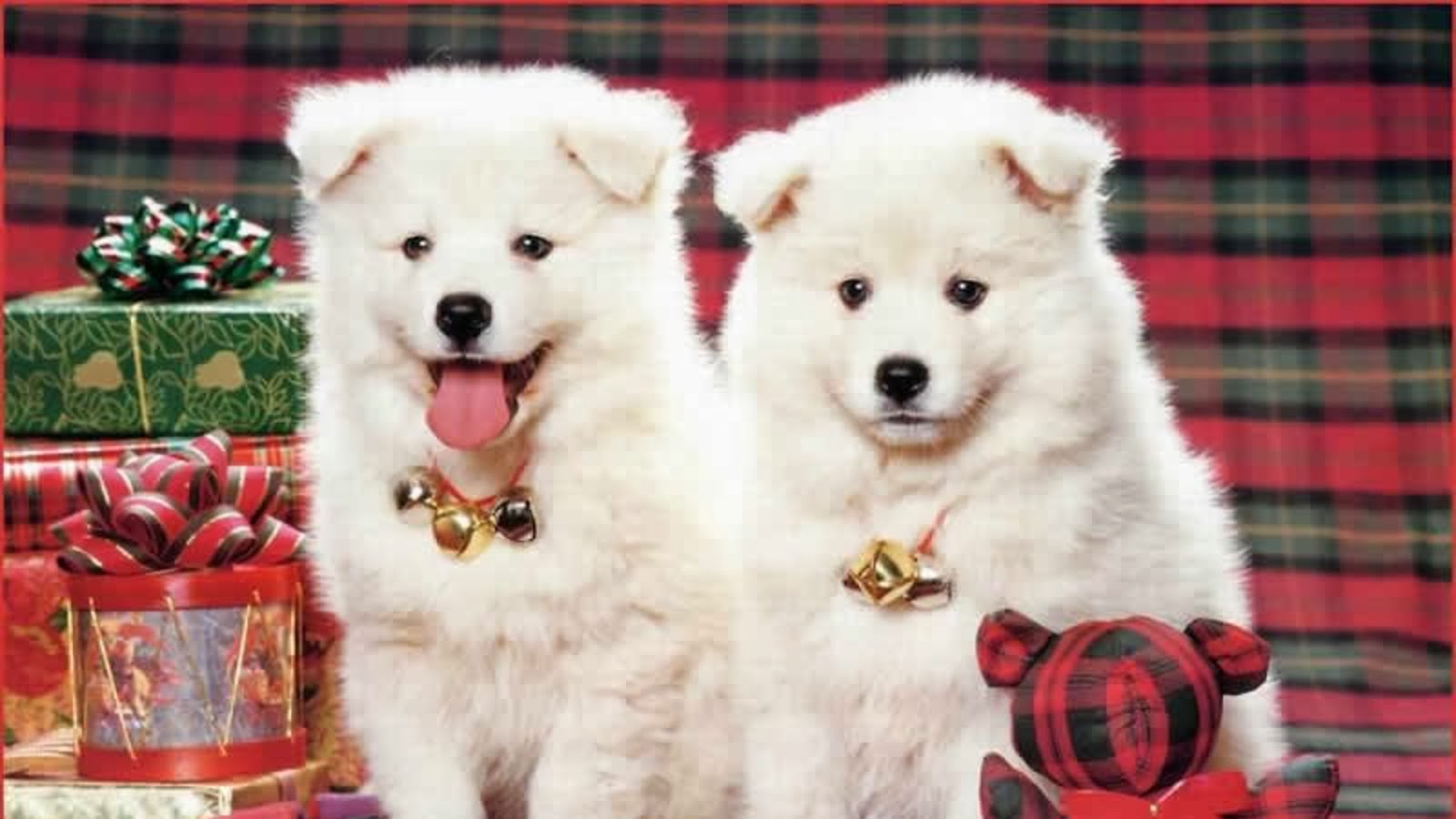 images of beautiful puppies dowload