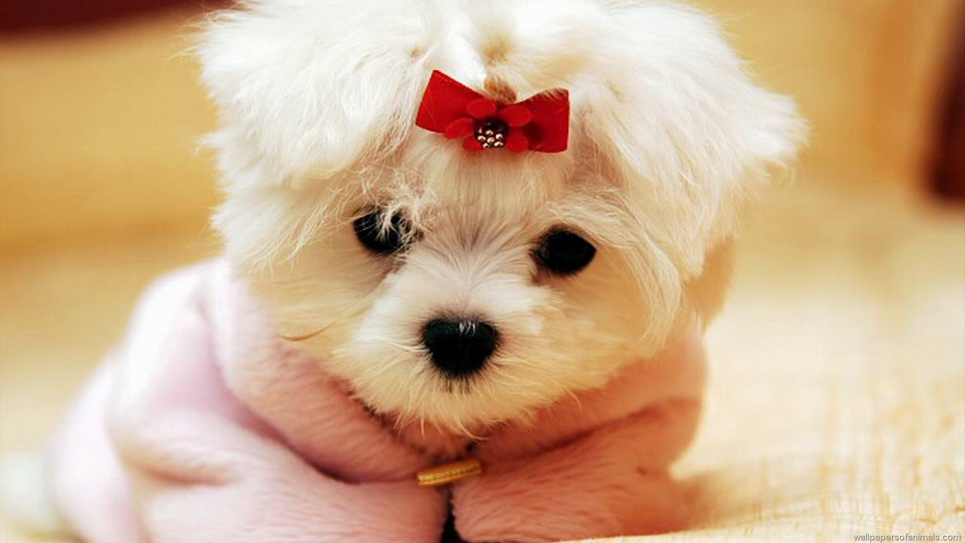 images of cute small dogs dowload