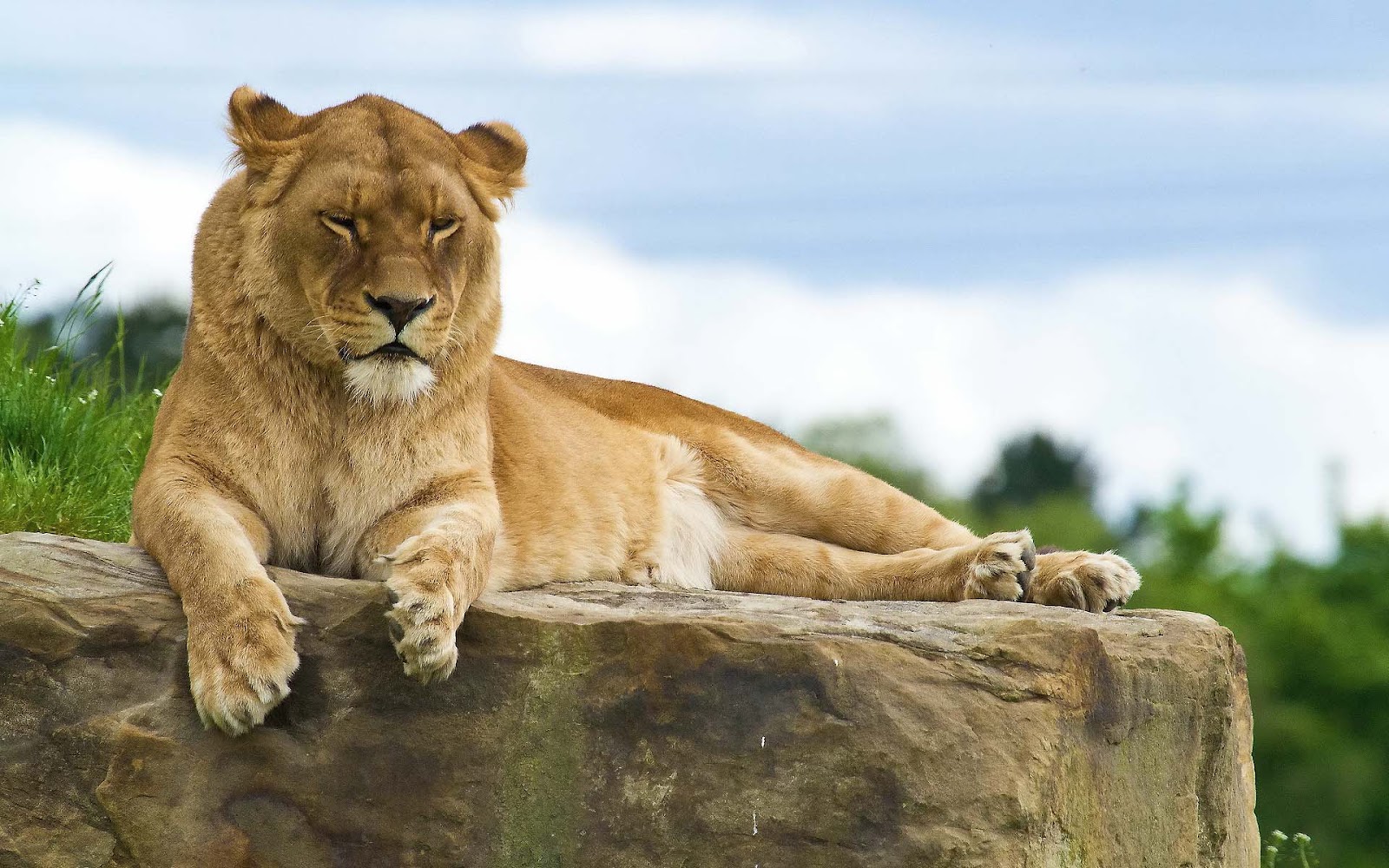 images of lions running wallpaper