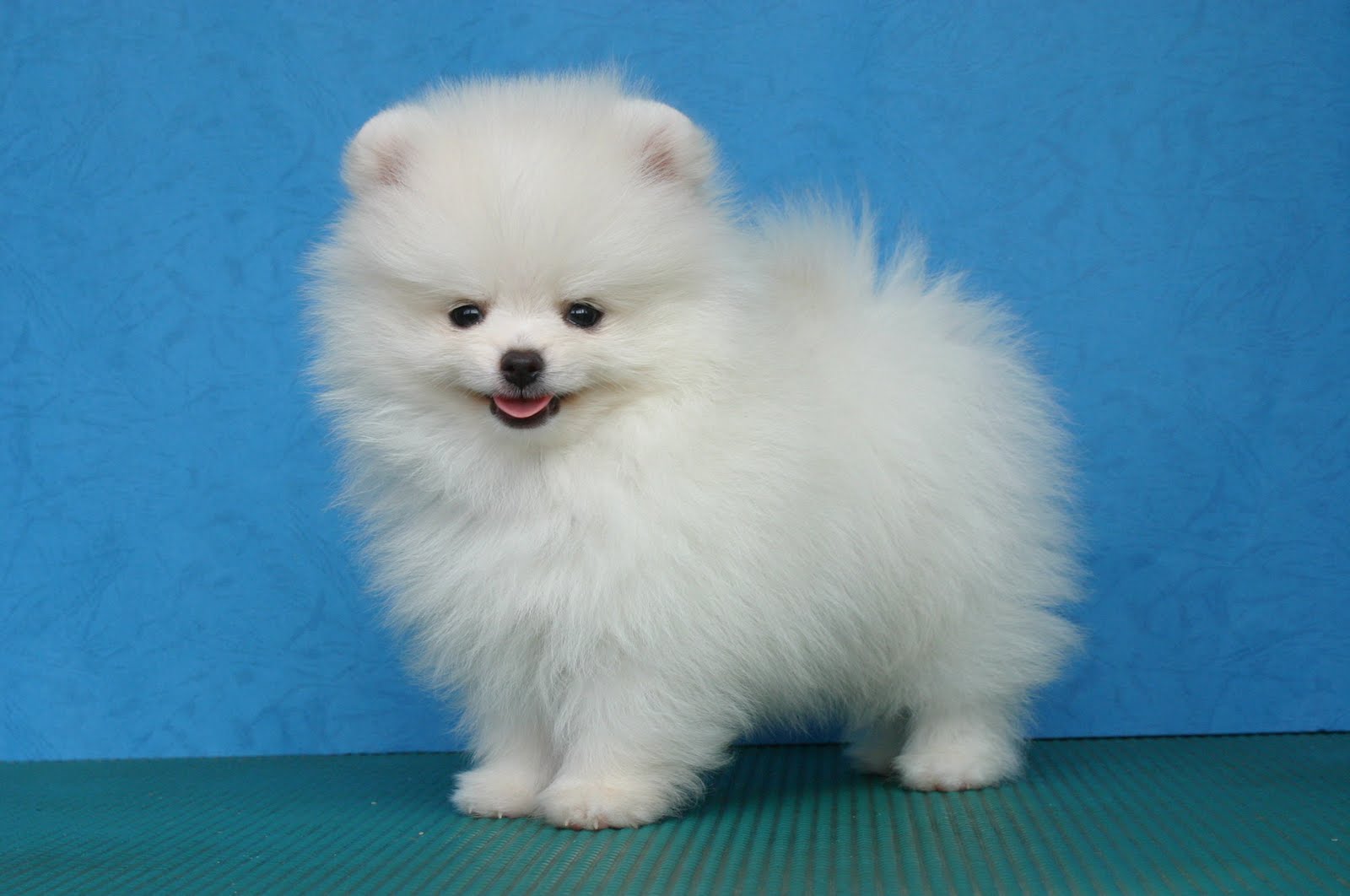 images of small dog breeds dowload