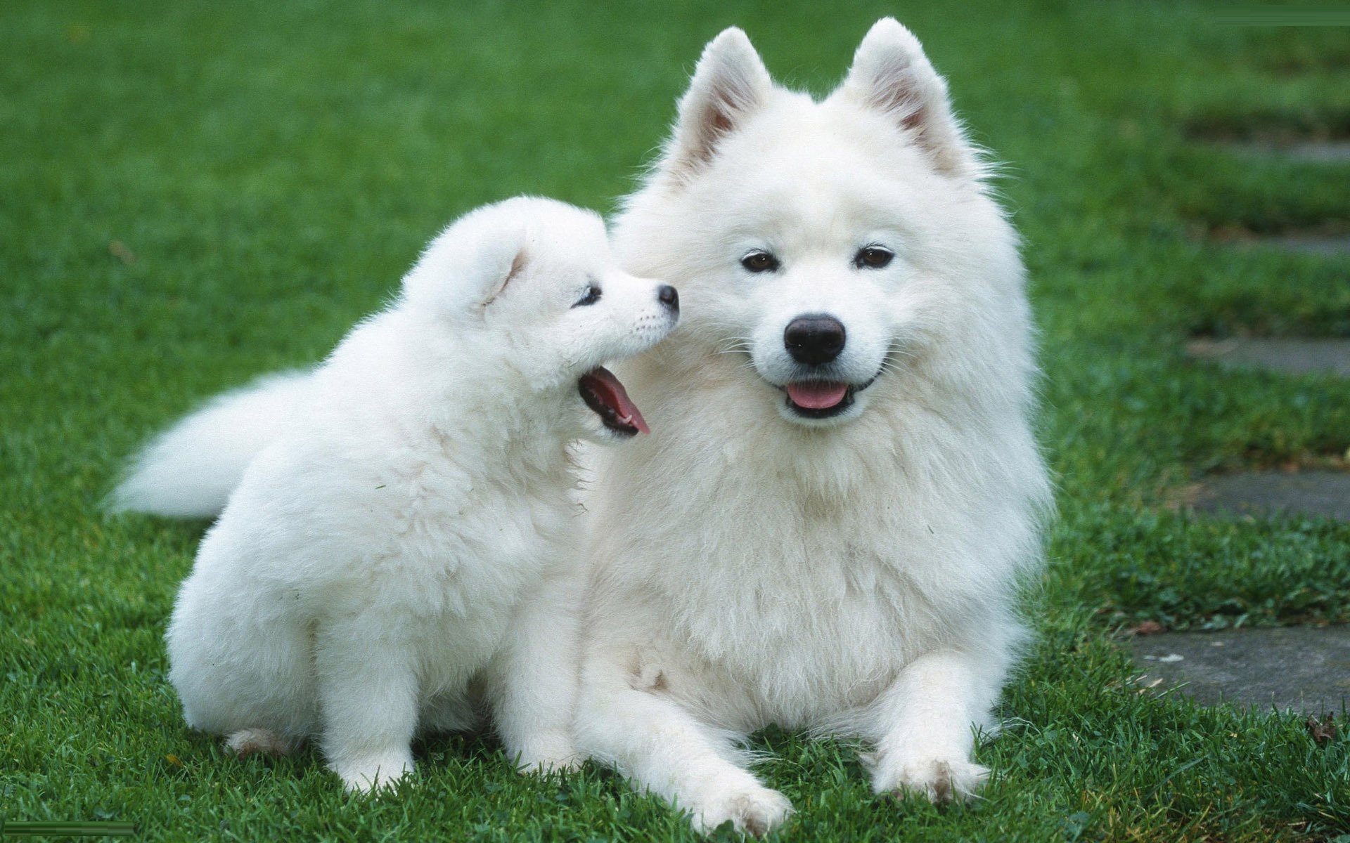 images of small dog dowload