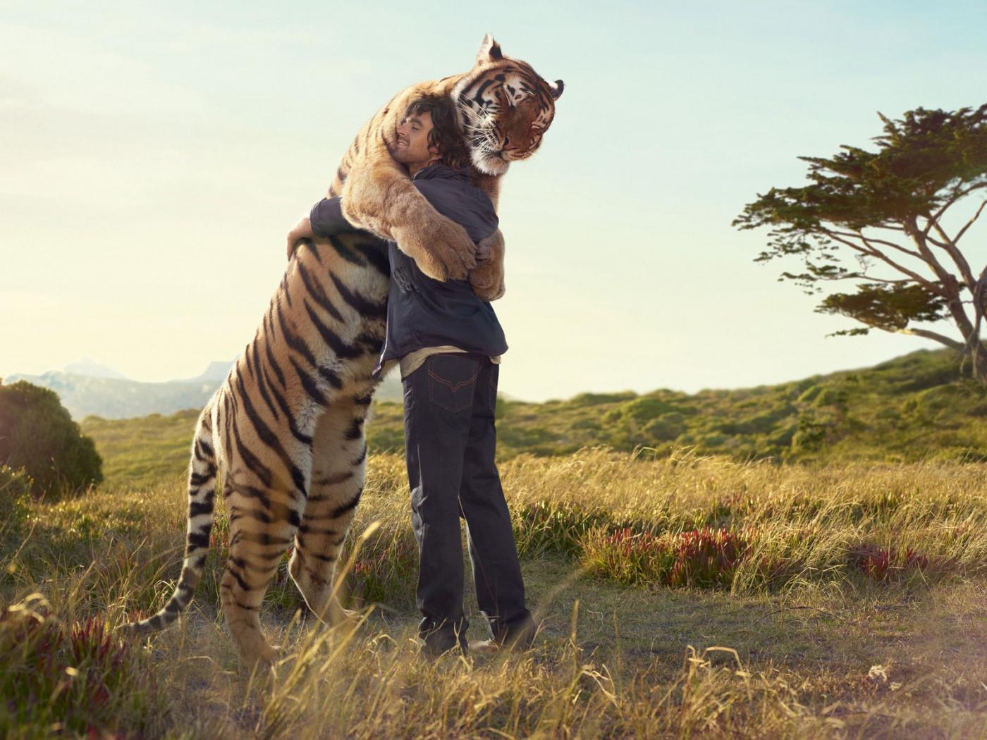 images of tigers in the wild