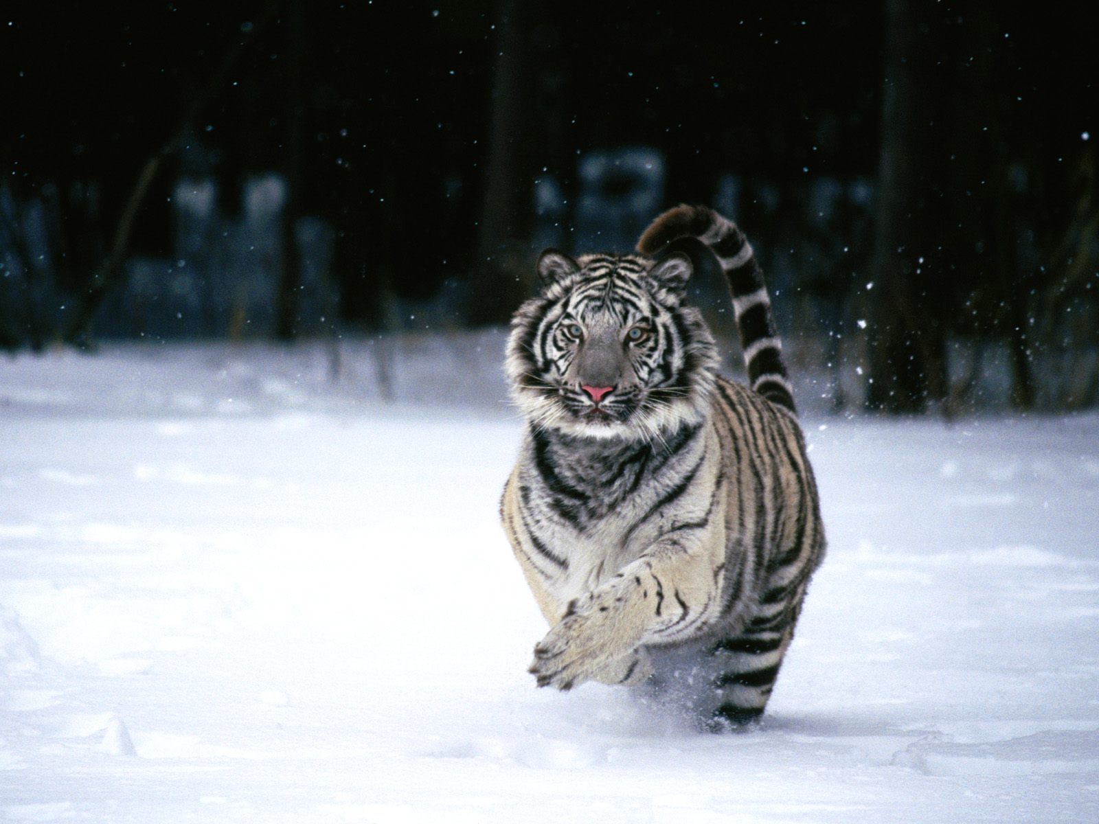images of white tiger cubs wallpaper