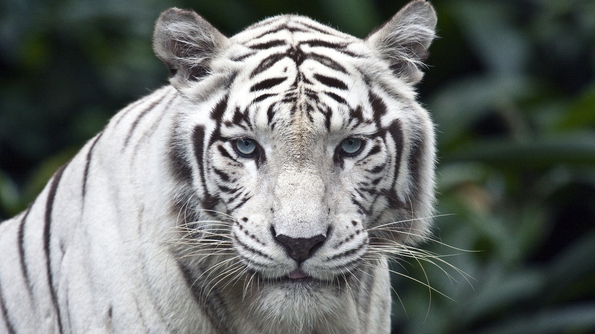 images white tiger wallpaper