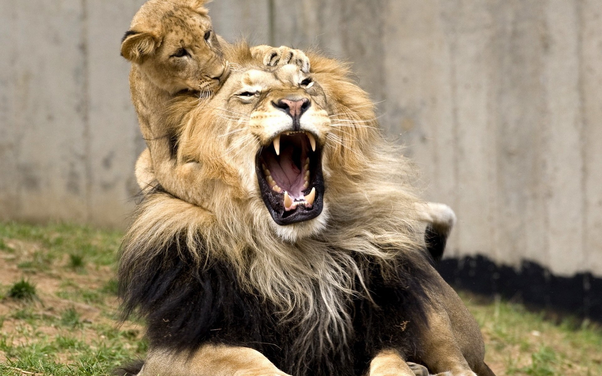 lion and cub picture wallpaper