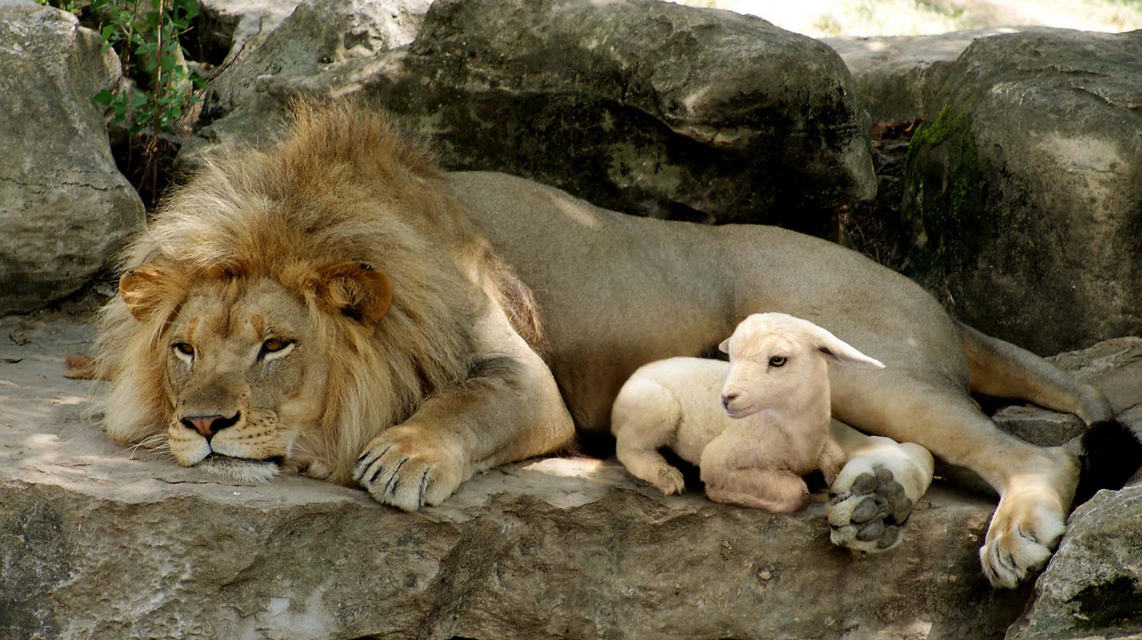 lion and lamb pictures wallpaper
