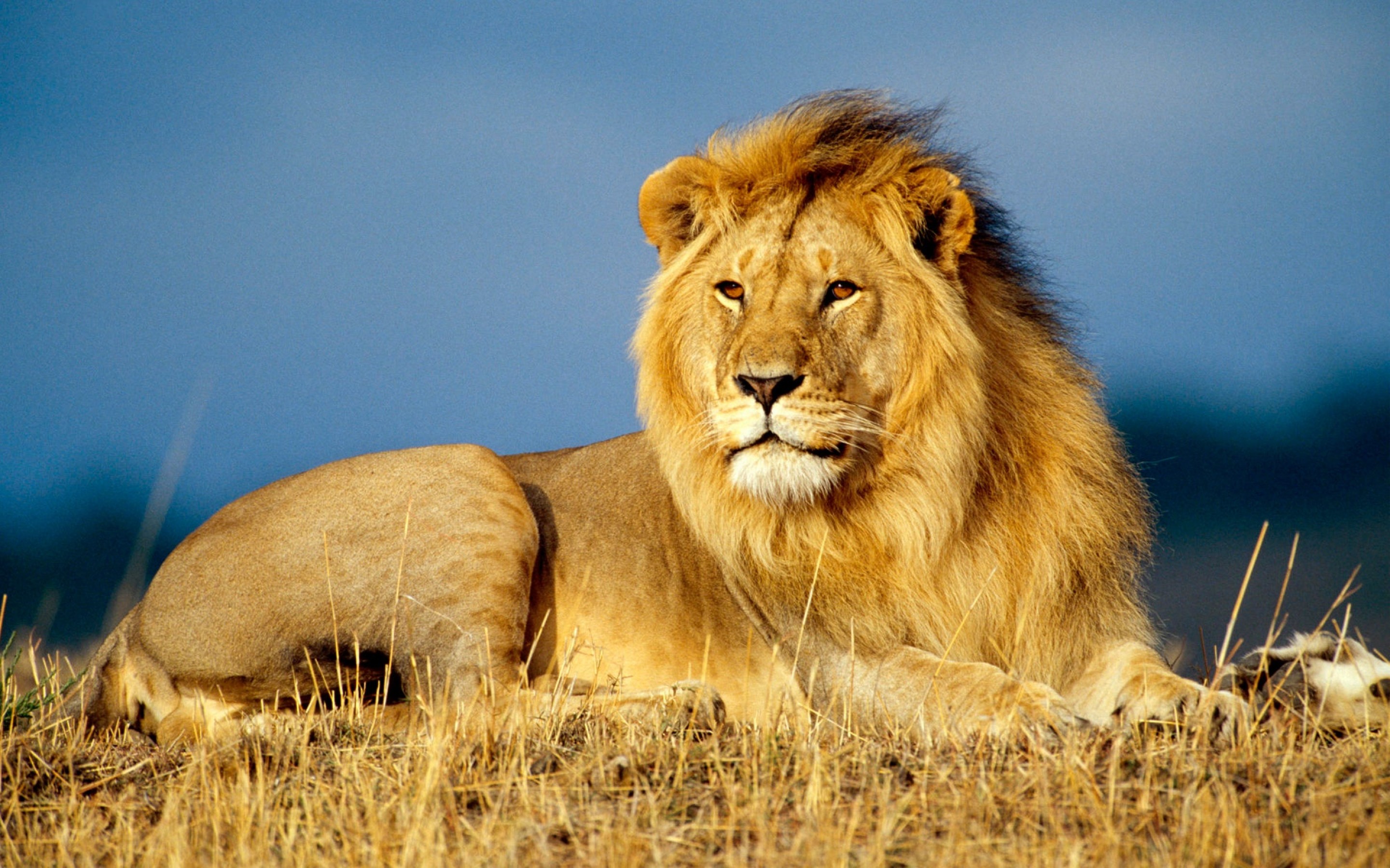 lion and tiger pics dowload