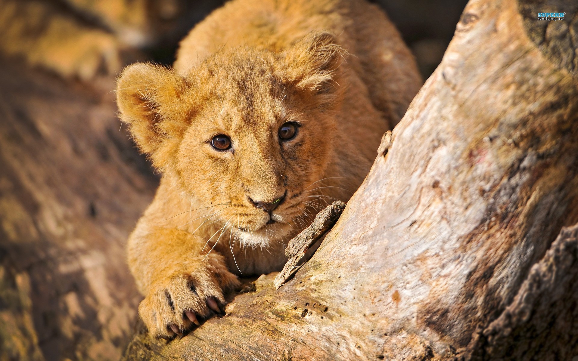 lion animal images