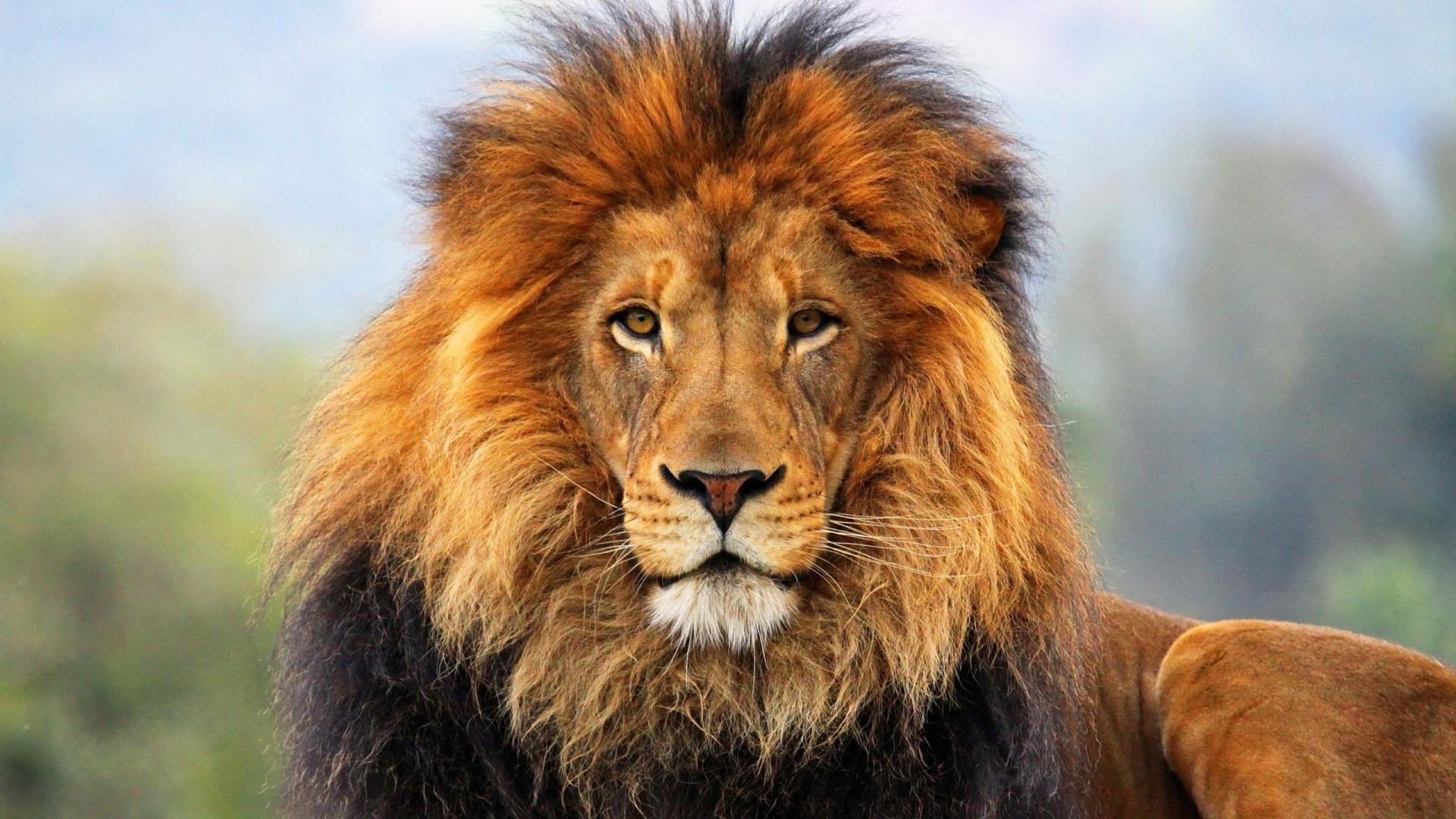 lion animal wallpaper