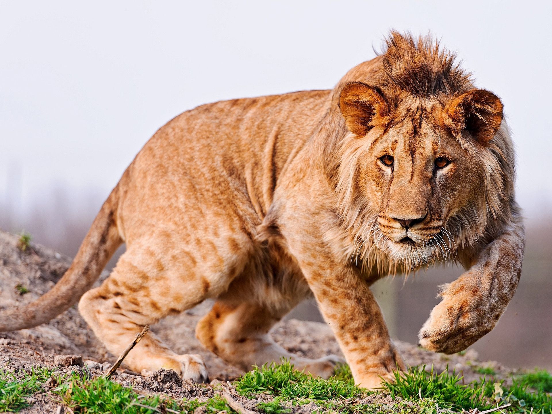 lion animals photo