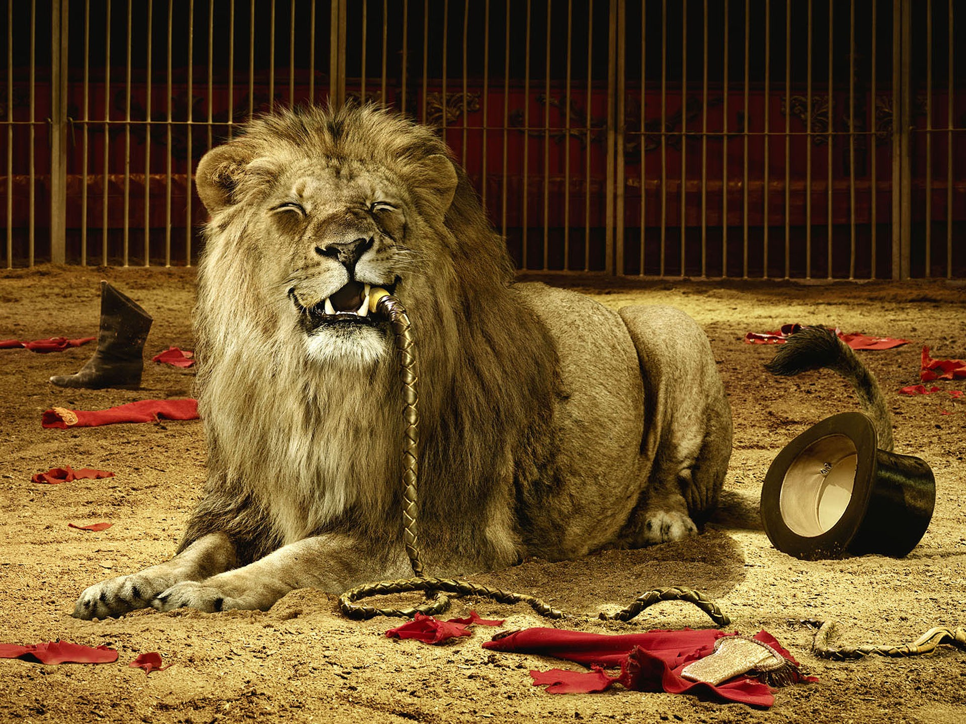 lion animals photos