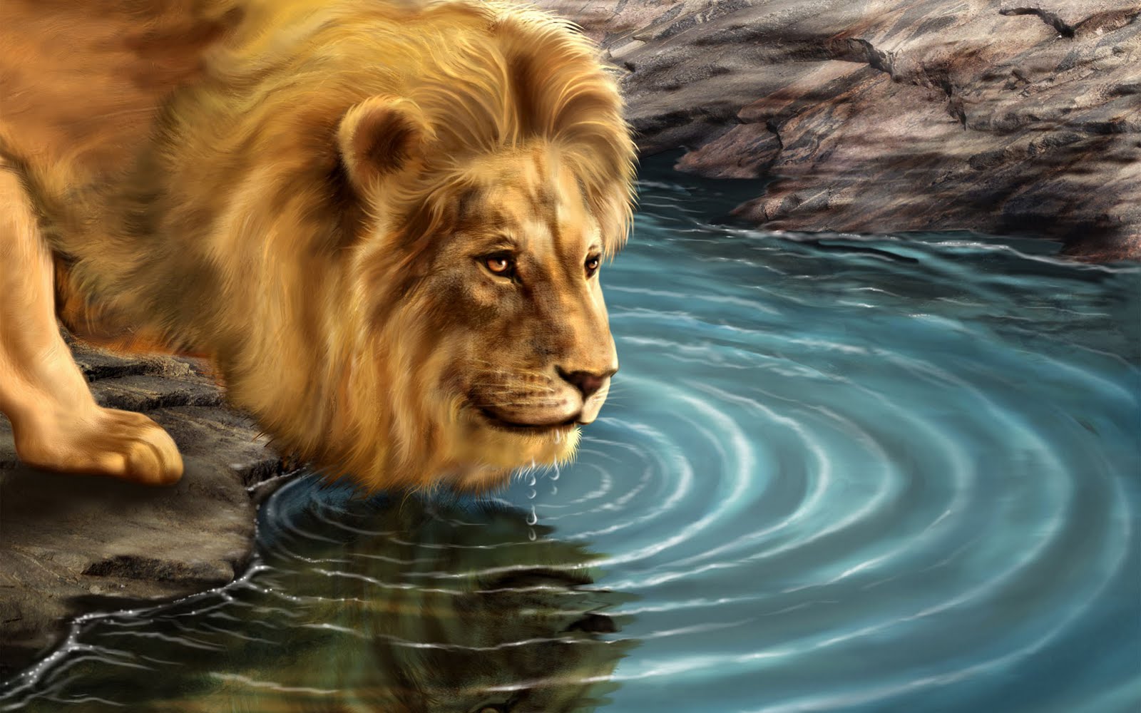 lion animals pictures wallpaper