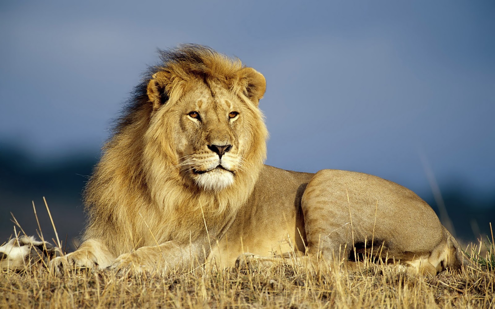 lion animals wallpapers