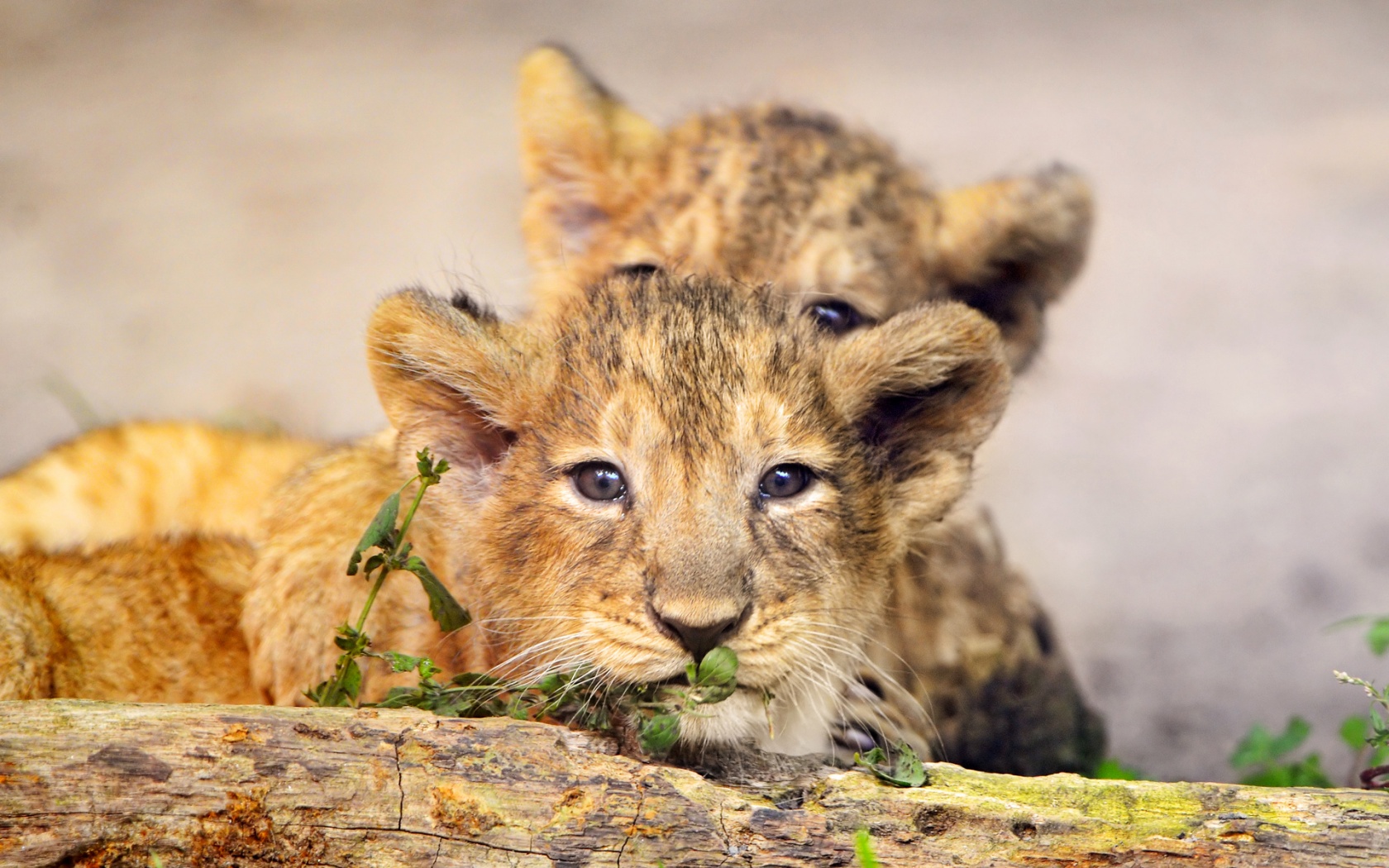 lion cub image wallpaper