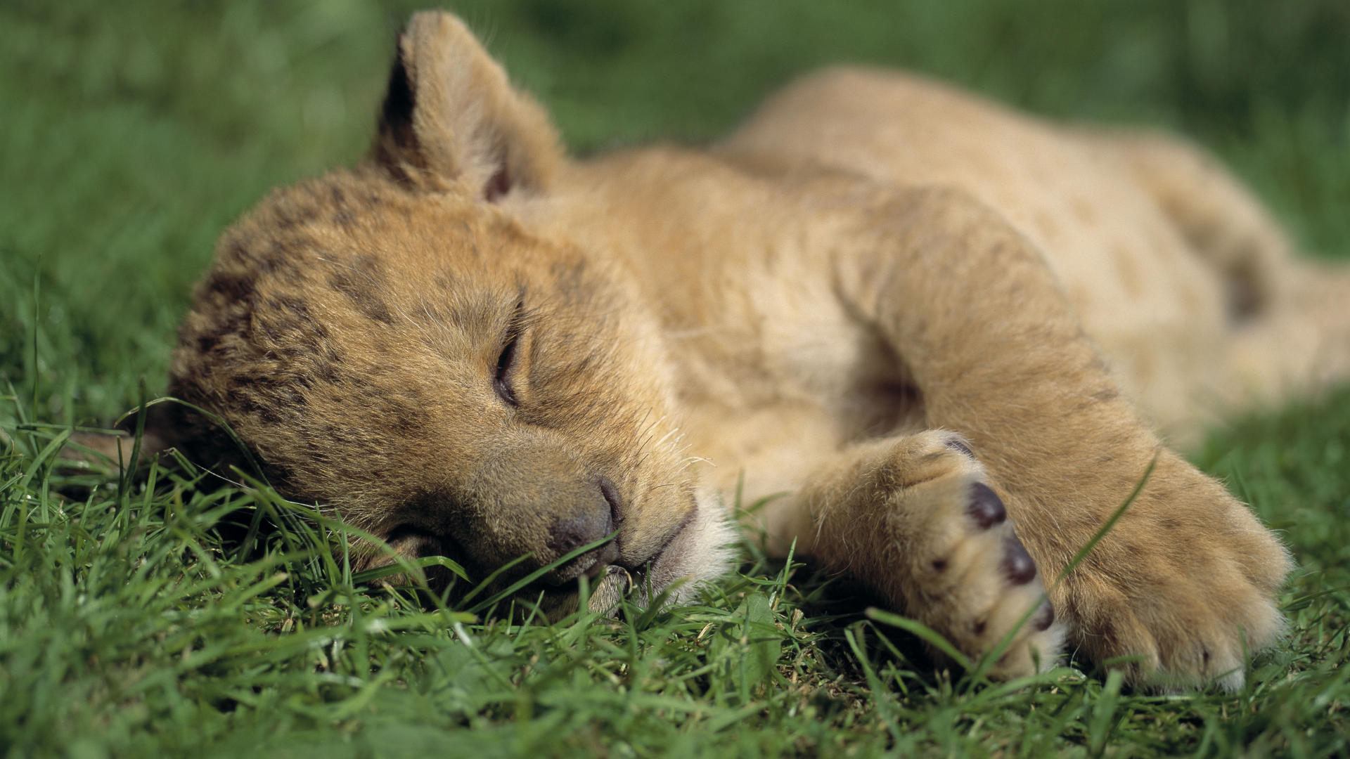 lion cub wallpapers dowload