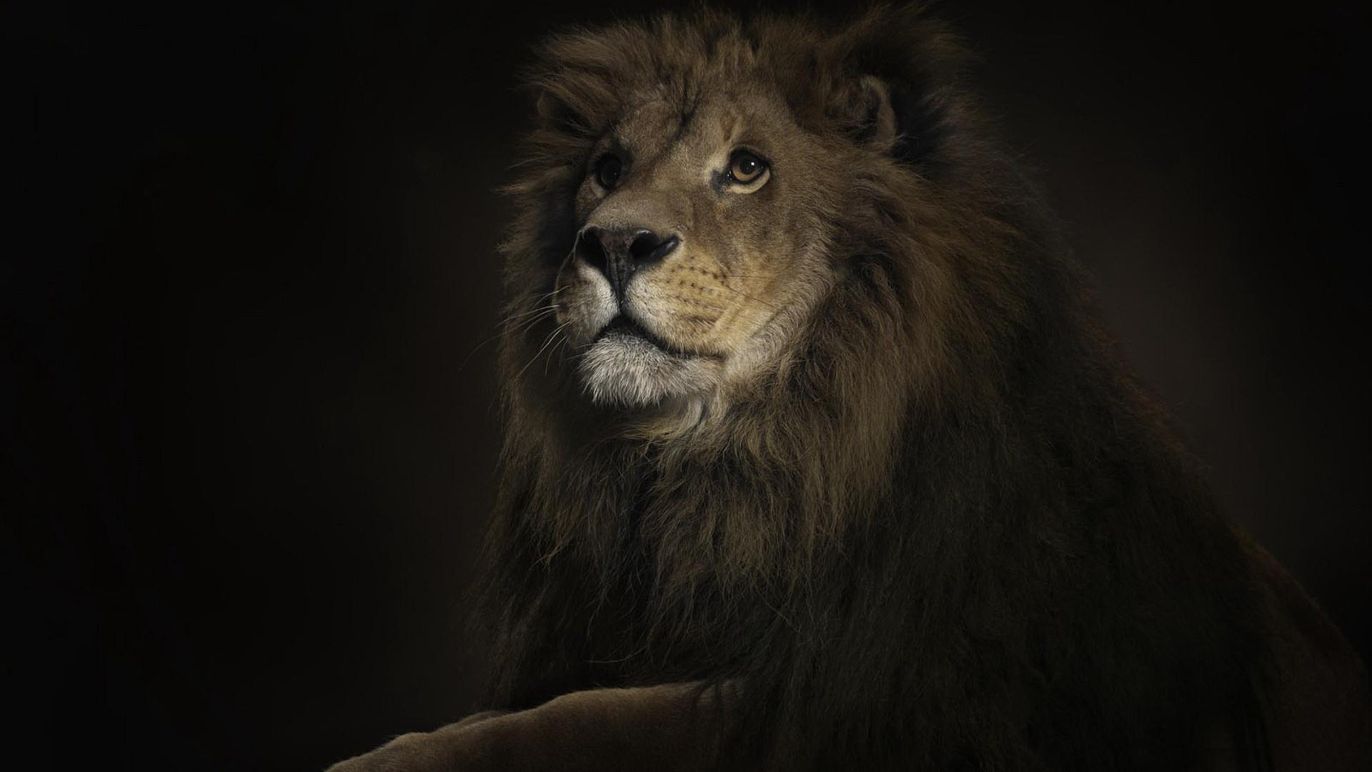 lion hd picture wallpaper