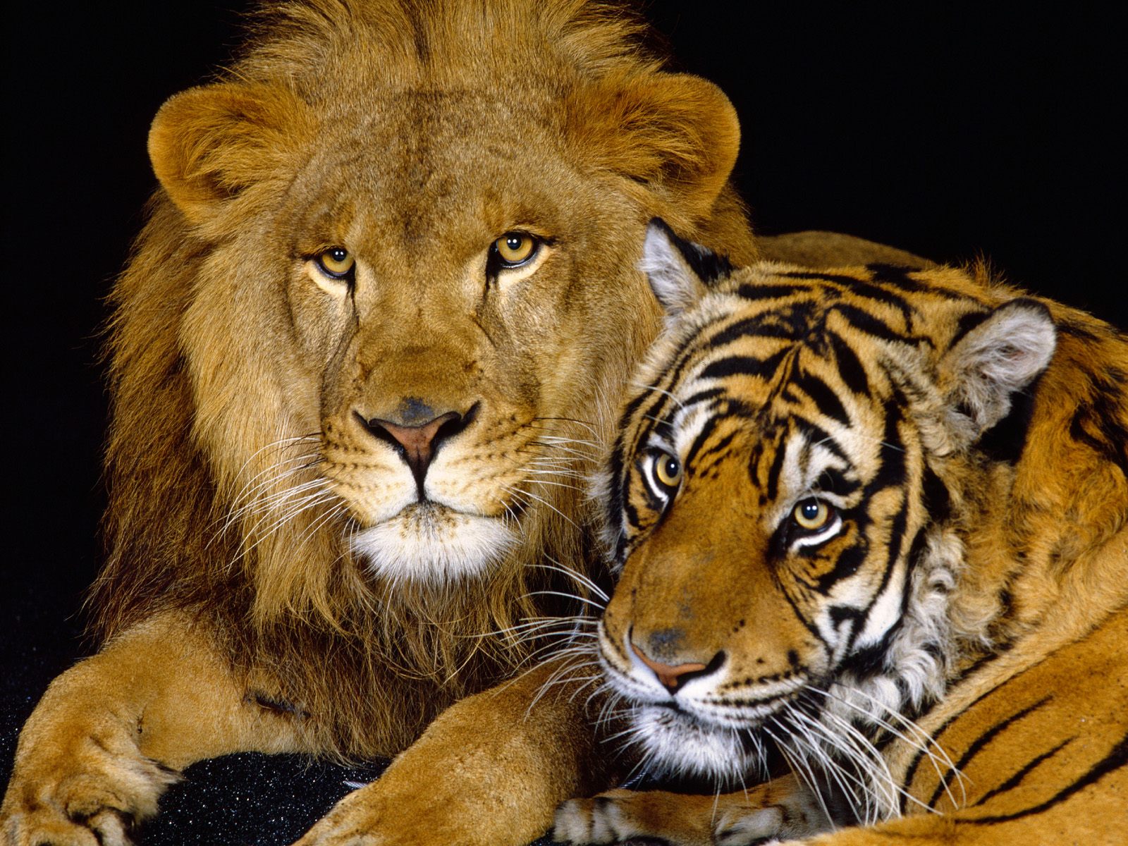 lion image cartoon wallpaper